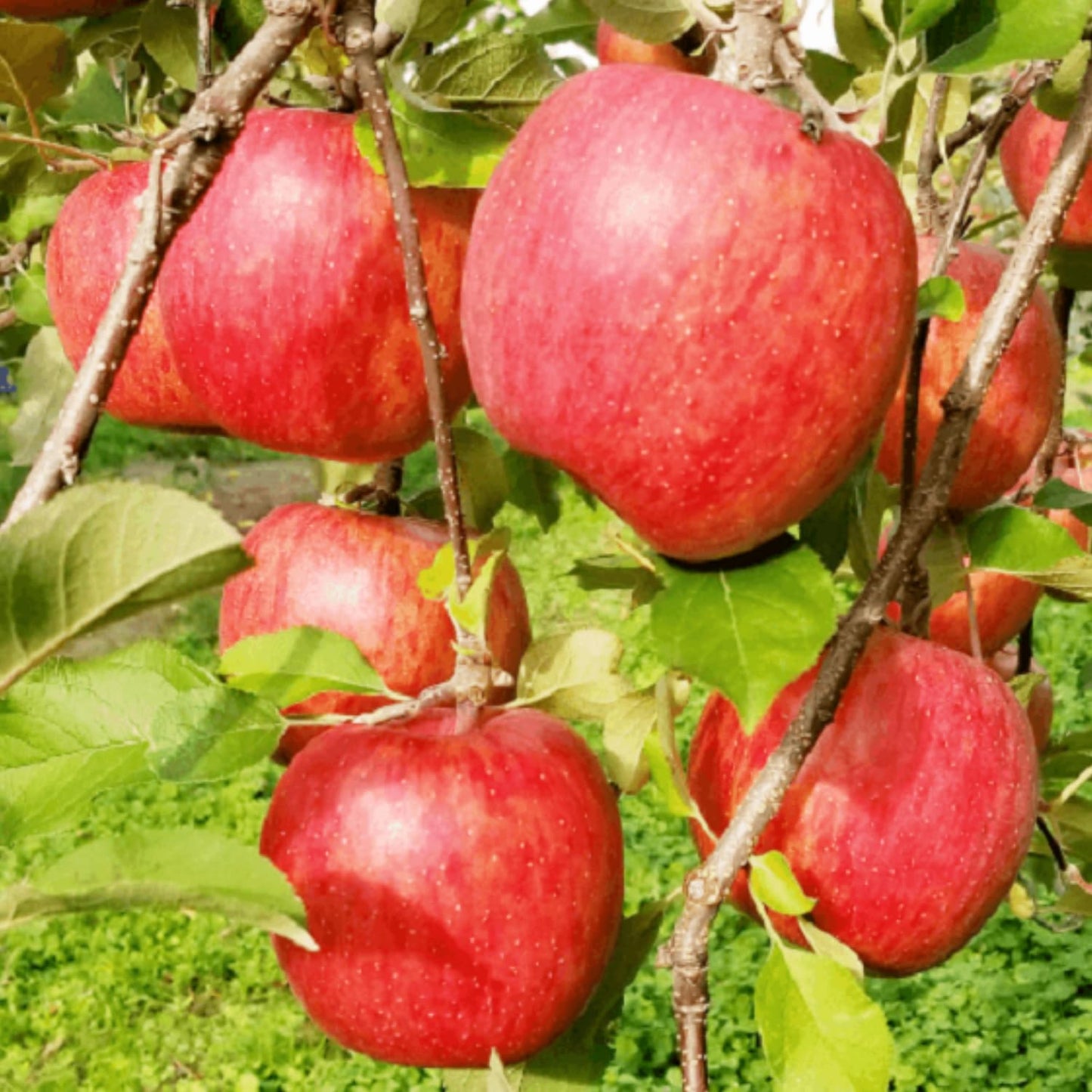 Gala Apple Tree Plant, 2' to 3' Tall, Red Apple Tree Plant, Gala Apple Plants Live Fruit Trees for Planting Indoors Outdoors Garden