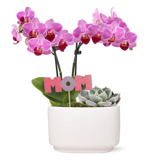 Green Circle Growers 4" Pink Orchid and Succulent Duo in White Pot with Mom Pick, Live Indoor Plants, House Plant