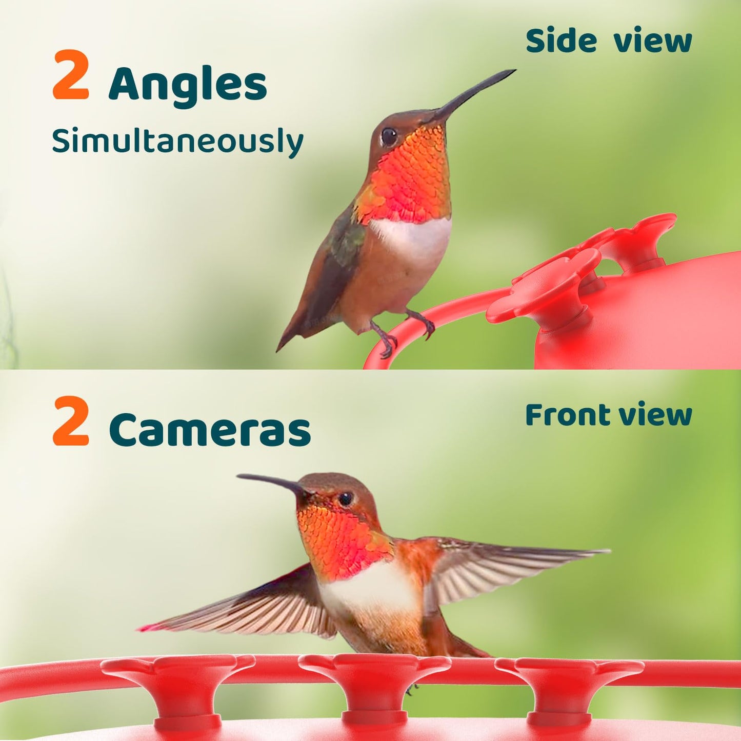 Birdfy Hummingbird Feeder with Dual Cameras AI Identify - 2K HD Smart Cameras, Close-Up Bird Video/Live Watching & Instant Notifications, Ant Moat & Leakproof - 20oz (Lifetime AI)