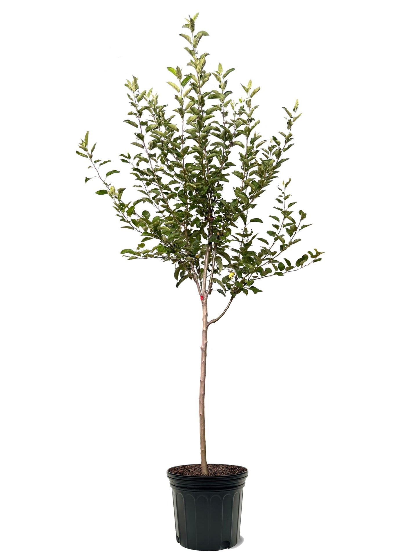 American Plant Exchange Apple Tree 'Arkansas Black' – Live Fruit-Bearing Plant, 7-Gallon Pot, Cold-Hardy, Crisp Deep Red Harvest for Orchards, Backyard Gardens & Edible Landscapes
