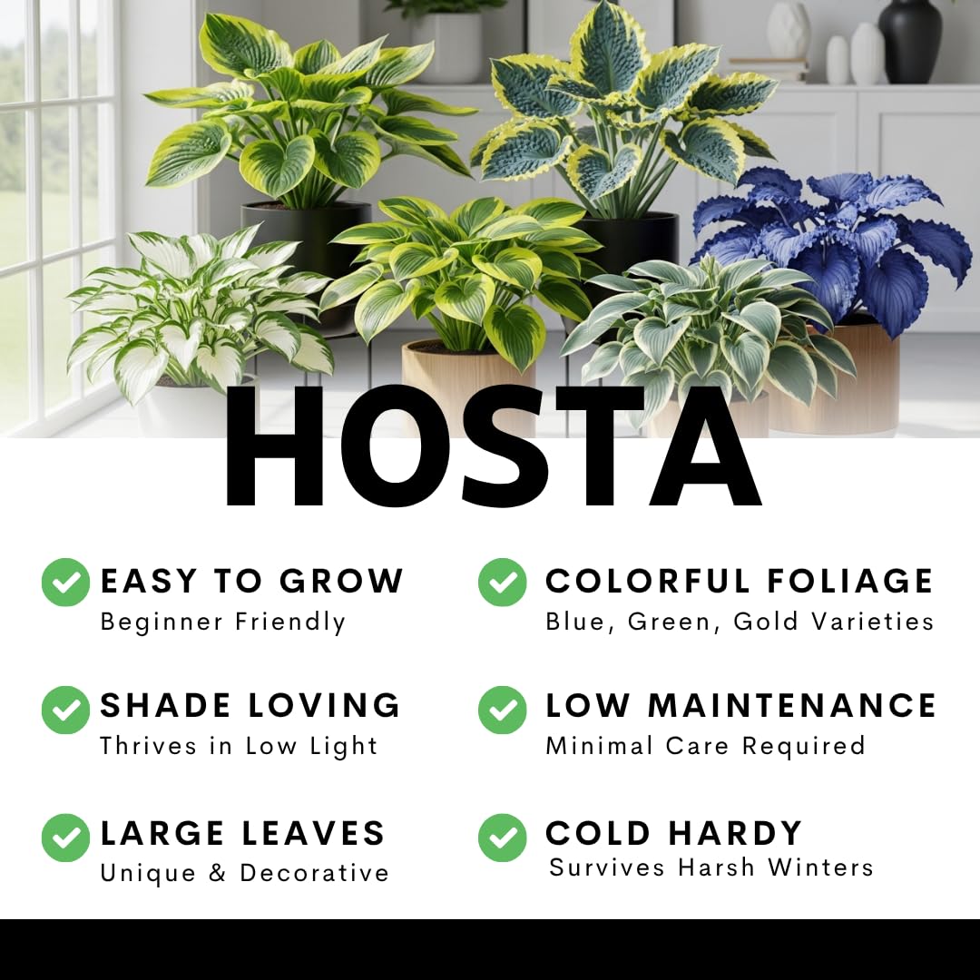 Blue Angel Giant Hosta Plant for Growing - Perennial Shade Plant - Large Blue Green Foliage - Easy to Grow Outdoor Landscaping Garden Border Plant