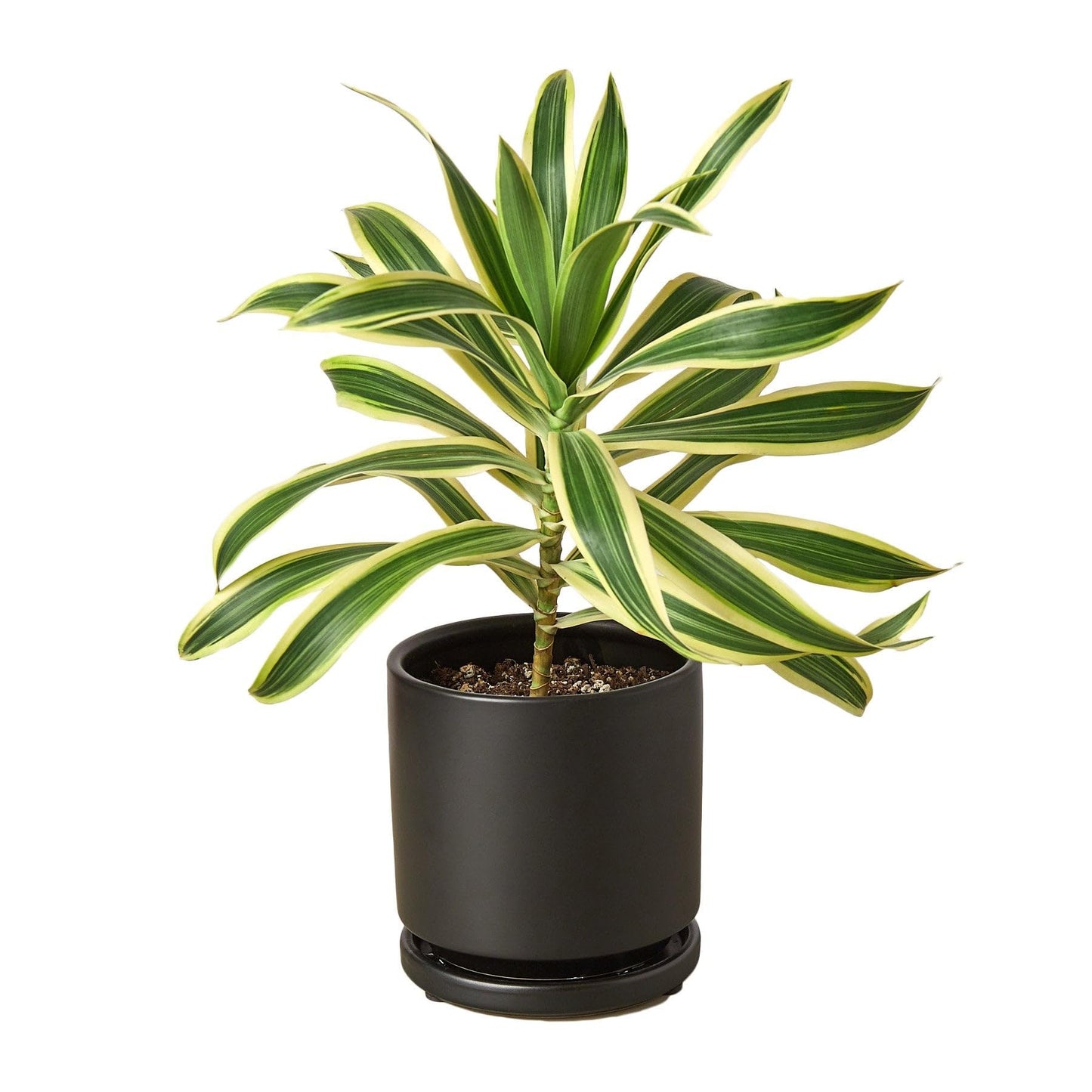 10 Pack Dracaena 'Song of India' in 6in Pot - Live Plants Tropical Houseplants | Variegated | USA Growers | The Snobby Leaf