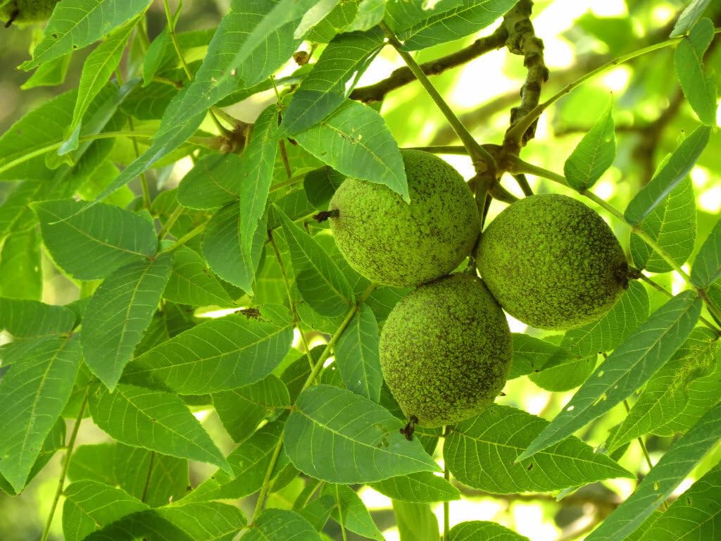Live Plant - Black Walnut Tree - 12-18" Tall Seedling - Live Plant - Juglans nigra