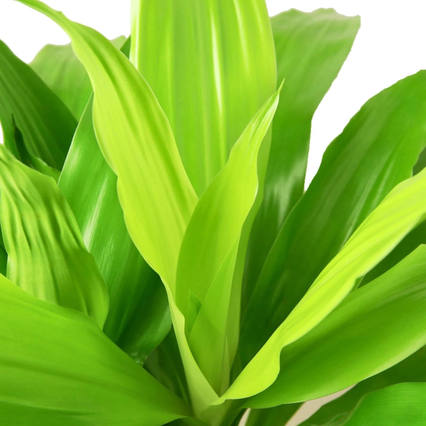5 Pack Dracaena 'Lime Light' in 6in Pot - Live Plants Tropical Houseplants | Variegated | USA Growers | The Snobby Leaf