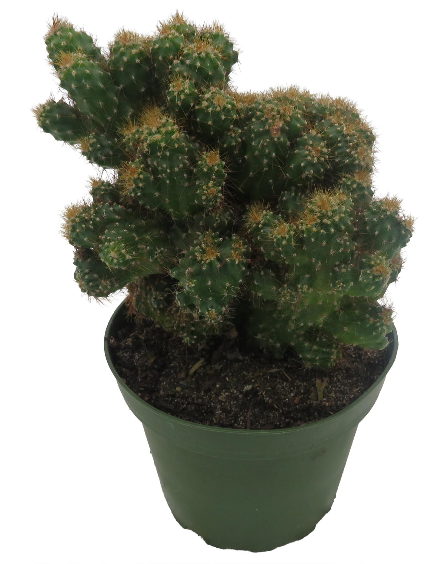 Crested Red Monstrous Cactus - Cereus Peruvianus - Houseplant/Terrarium/Fairy Garden - 4" Pot