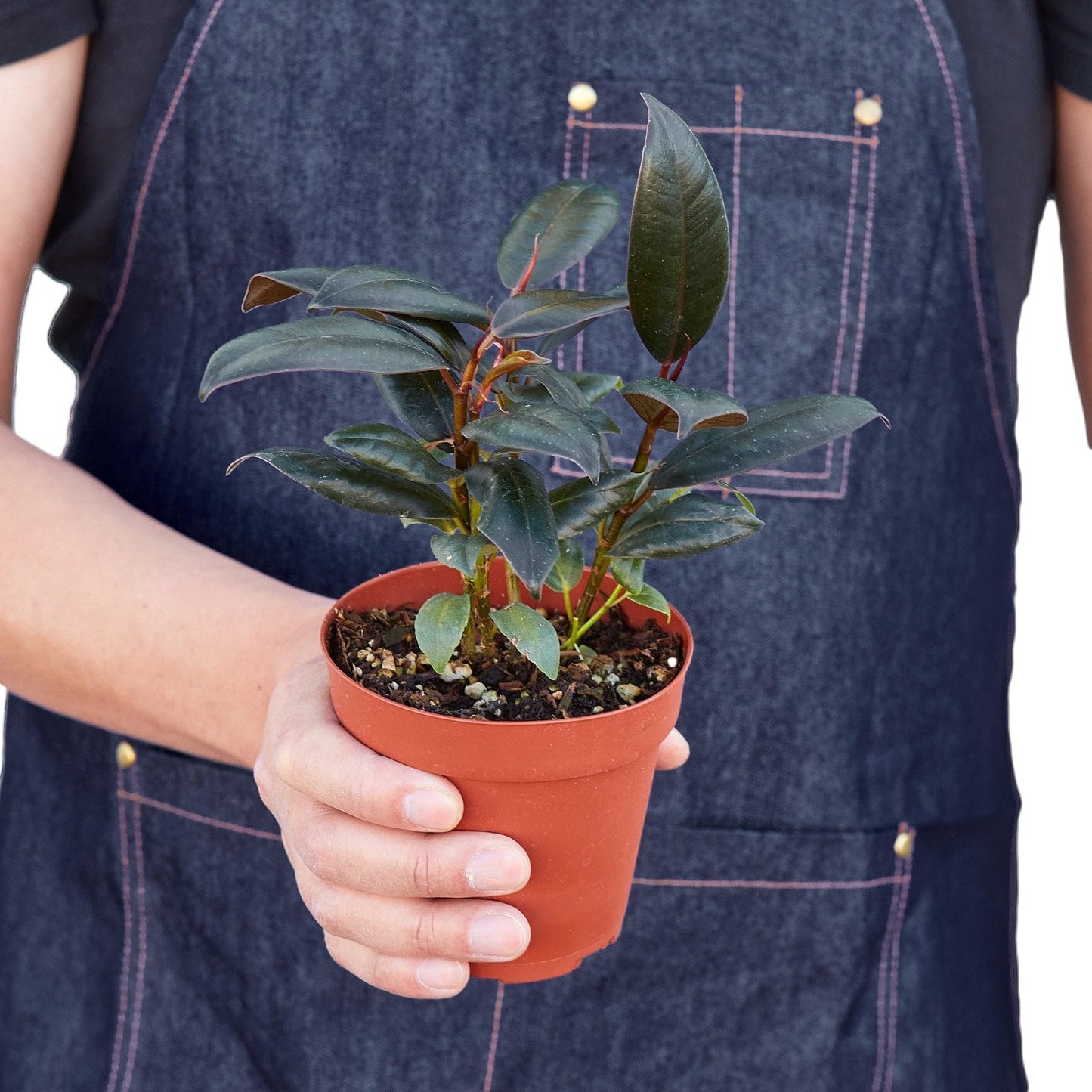 4 Pack Ficus Elastica 'Burgundy' in 4in Pot - Live Plants Tropical Houseplants | Variegated | USA Growers | The Snobby Leaf