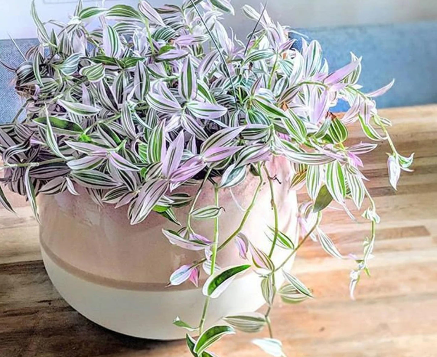 4 "Lavender Haze Wandering Jew Cuttings to Grow - Lavender Fluminensis Variegated Tradescantia - Easy to Grow Wandering Jew, Wandering Dude