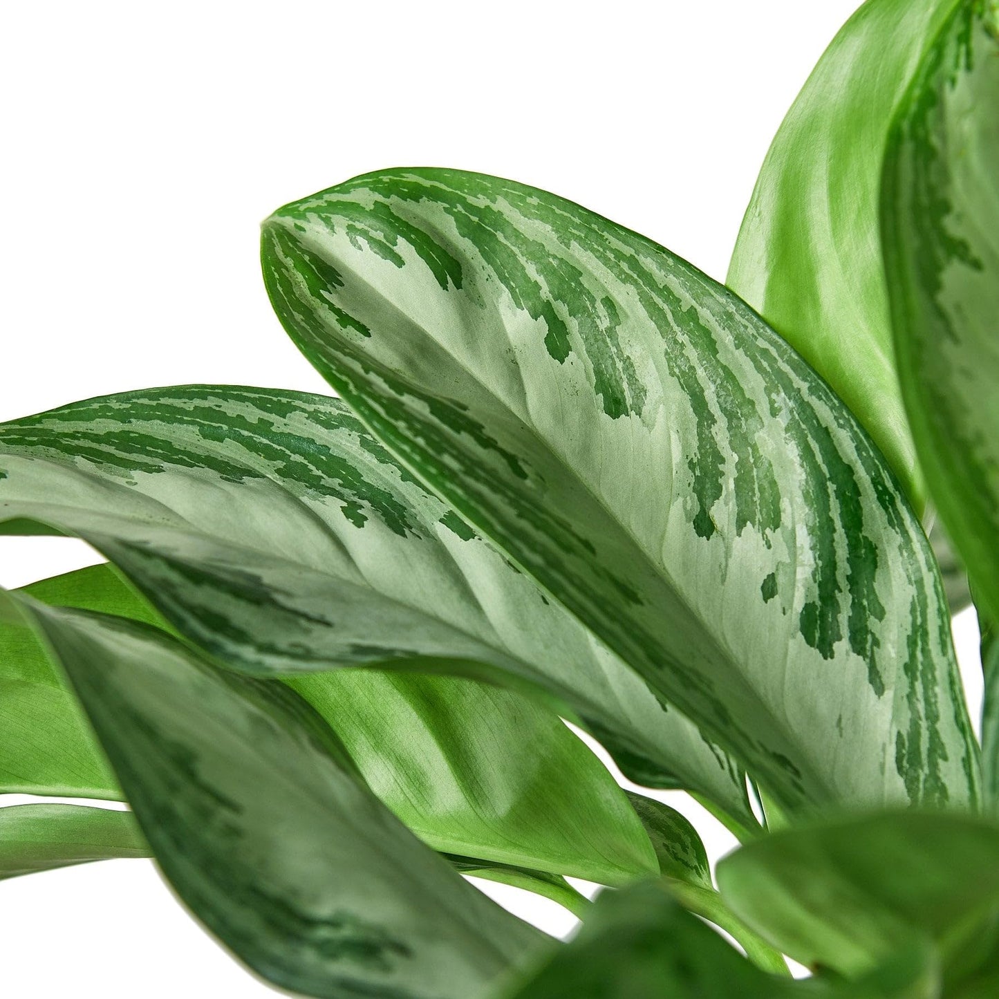 3 Pack Chinese Evergreen 'Silver Bay' in 6in Pot - Live Plants Tropical Houseplants | Variegated | USA Growers | The Snobby Leaf