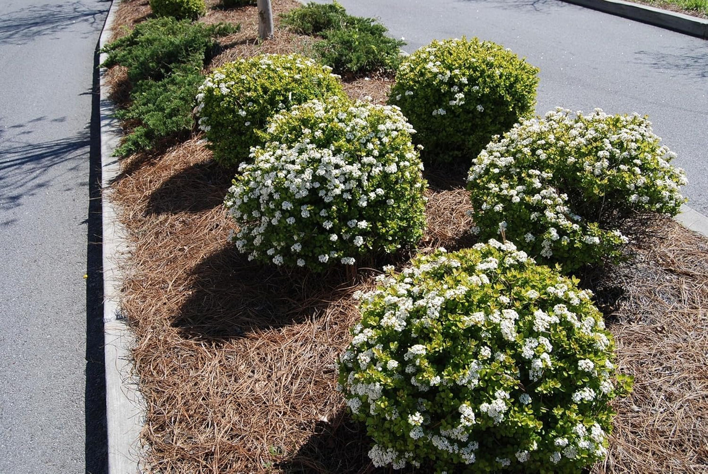 Viburnum Densa | 1 Extra Large Trade 3 Gallon Plant | Viburnum Obovatum 'Densa' | Live Compact Evergreen Shrub | Low-Maintenance Privacy Plants for Landscaping