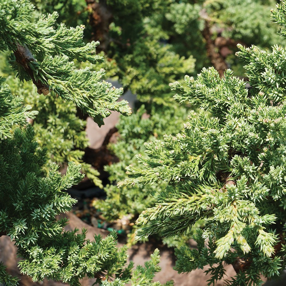 Brussel's Bonsai - Live Green Mound Juniper Bonsai Tree in Bonsai Pot, Outdoor Bonsai Tree Live Plant, 5 Years Old, 6-10 Inches Tall, Easy Care Evergreen Bonsai for Patio Garden Décor (Medium)