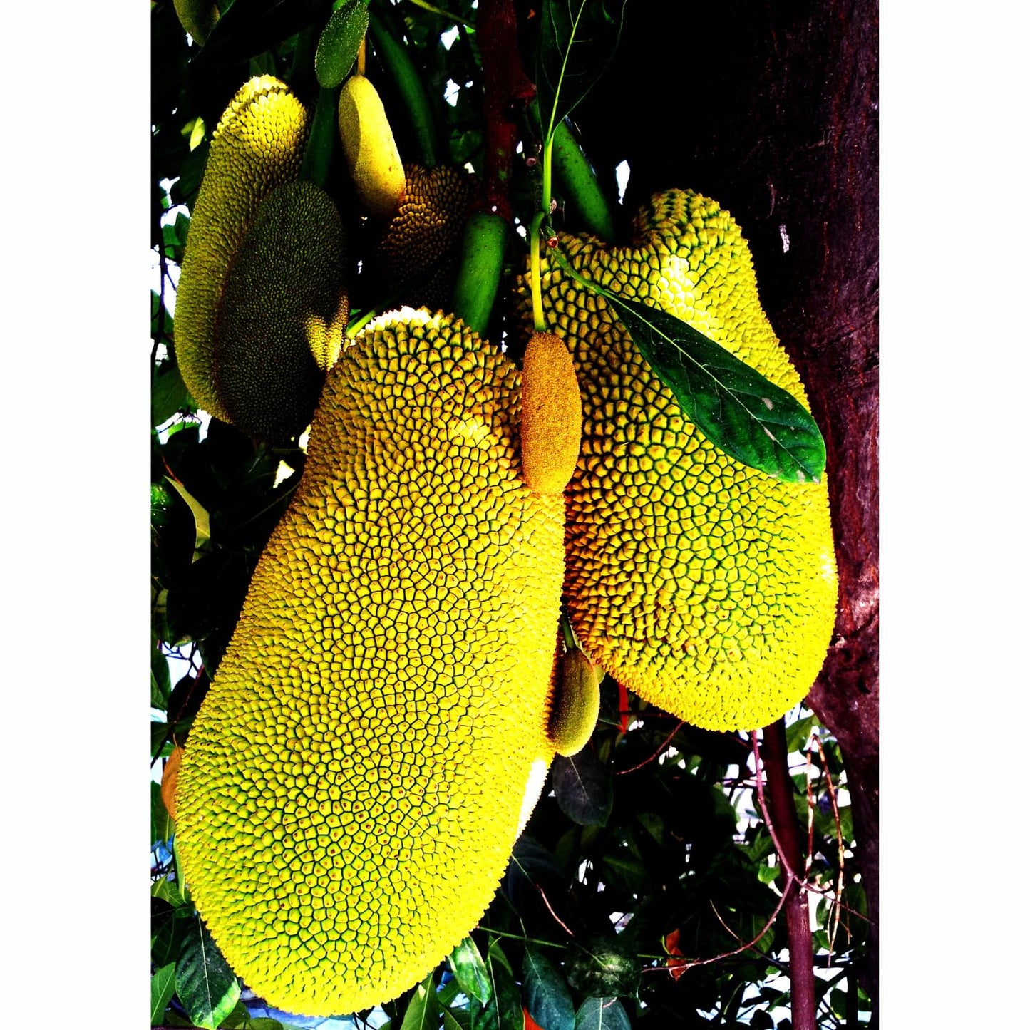 15 Jackfruit Seeds for Planting Home Garden, Tropical Jackfruit Tree Seeds to Grow