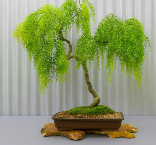 Dwarf American Weeping Willow Bonsai Tree Cutting to Grow - Fast Growing, Indoor/Outdoor Bonsai Material