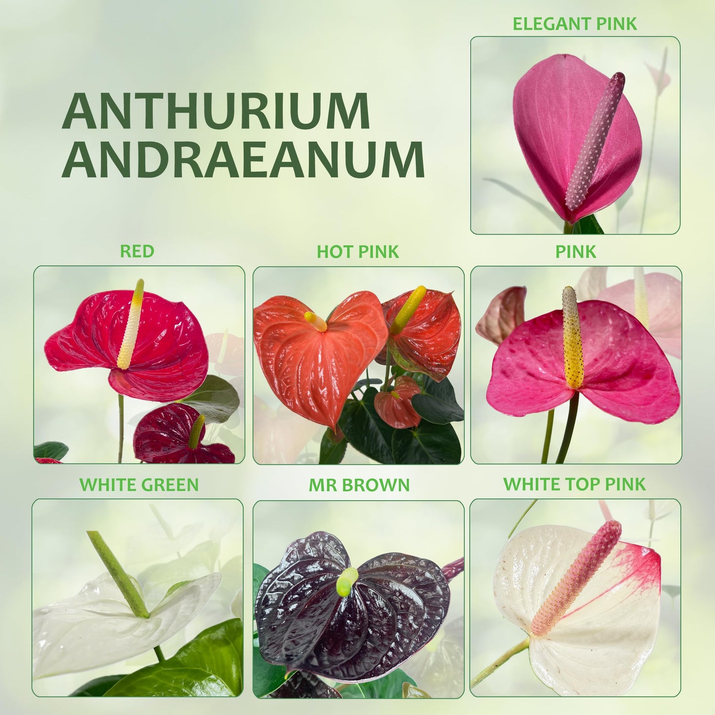 LEAL PLANTS ECUADOR Anthurium Andraeanum Red Live Plant (Pack of 2) Easy Care, Air-Purifying Indoor Plant for Wellness & Home Decor, Office Desk, Unique Sustainable Gift