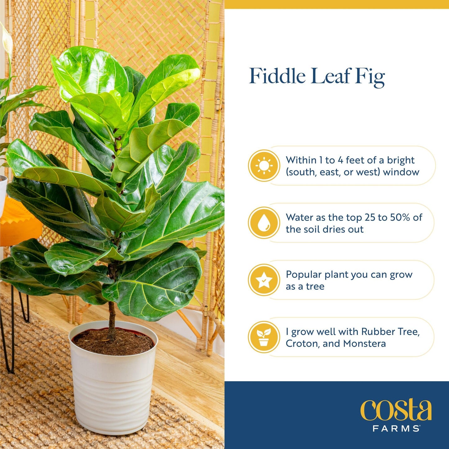 Costa Farms Fiddle Leaf Fig Tree, Live Ficus Lyrata 3–4 Ft, Air Purifying Large Easy to Maintain Indoor Floor Plant, Living Room, Bedroom or Office Décor Gift