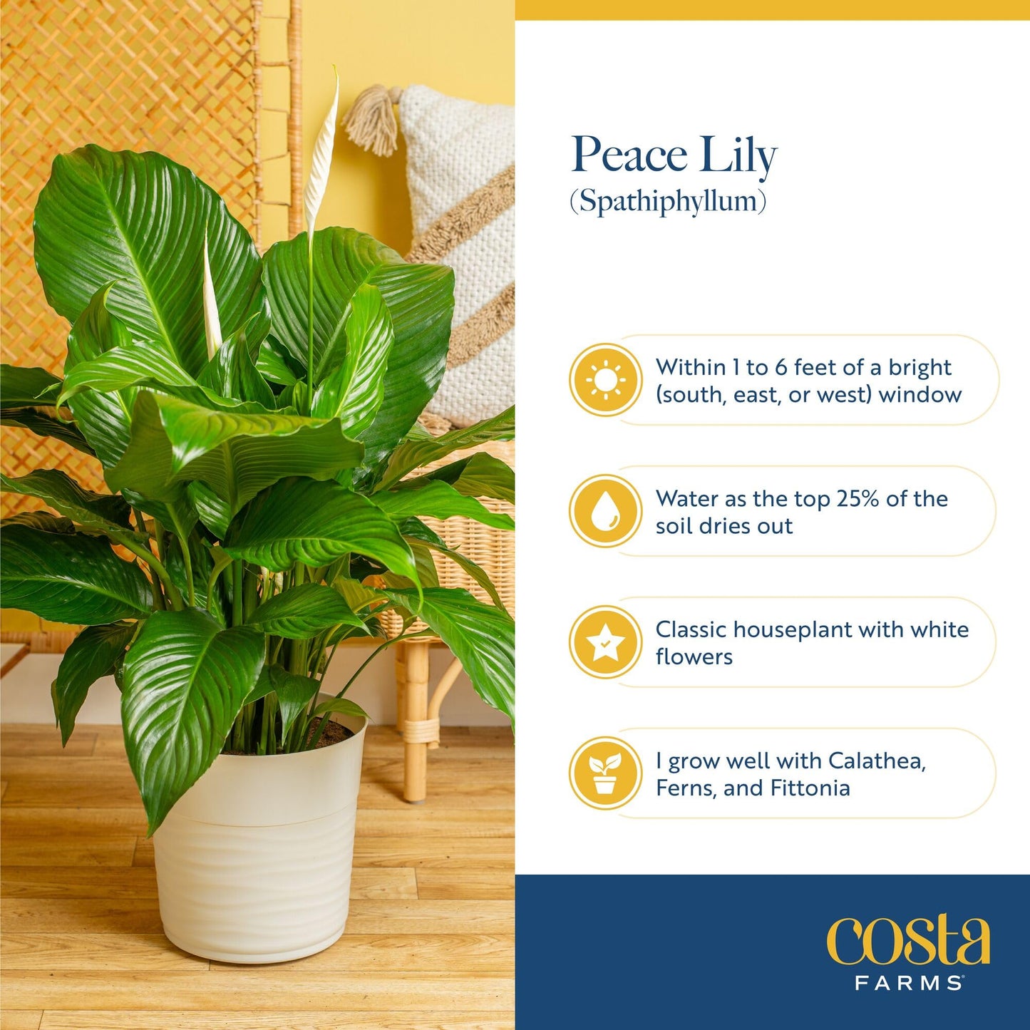 Costa Farms Live Indoor Houseplants (2 Pack) Peace Lily, Chinese Evergreen in Decor Planter Pot, Potting Soil Mix, Birthday, Housewarming Gift, 1 Foot Tall