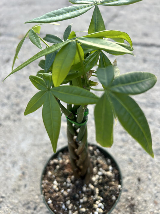 Live Money Tree Plant, 5 Braided Pachira Aquatica in 4 Inch Pot, Indoor Green Plant with Soil, Low Water Requirements, Bright Indirect Light