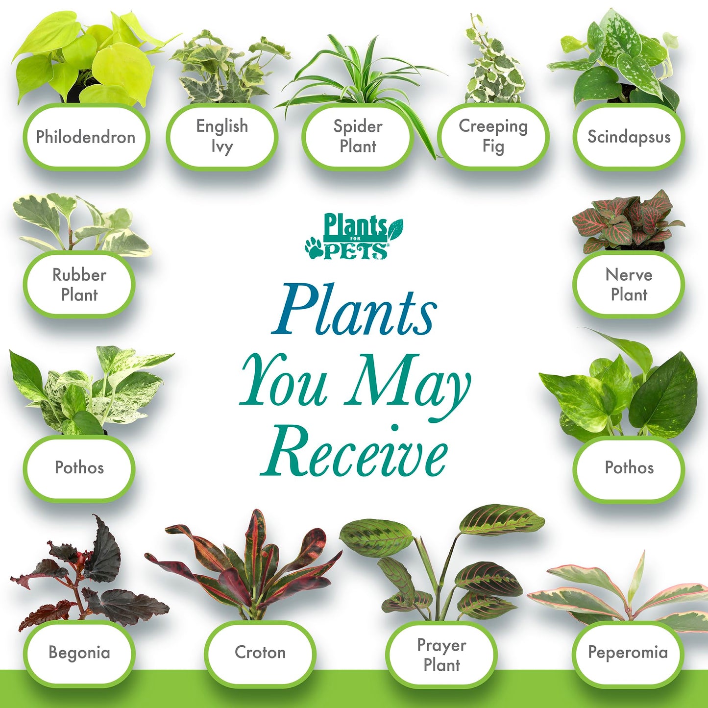 Easy to Grow Houseplants (Pack of 6), Live House Plants in Containers, Growers Choice Plant Set in Planters with Potting Soil Mix, Home Décor Planting Kit or Outdoor Garden Gifts by Plants for Pets