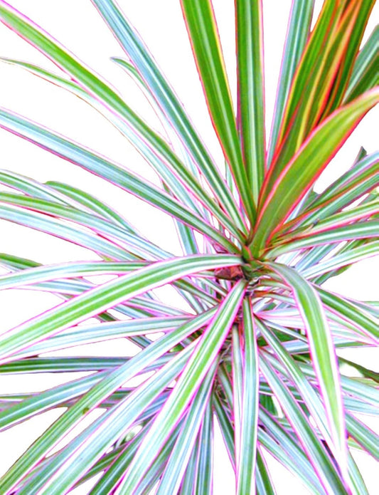 Gar-Zen Botanical Designs Tropical Houseplant Dracaena Marginata Silver tri Color 12-inch Dragon Tree Office or Home Plant.