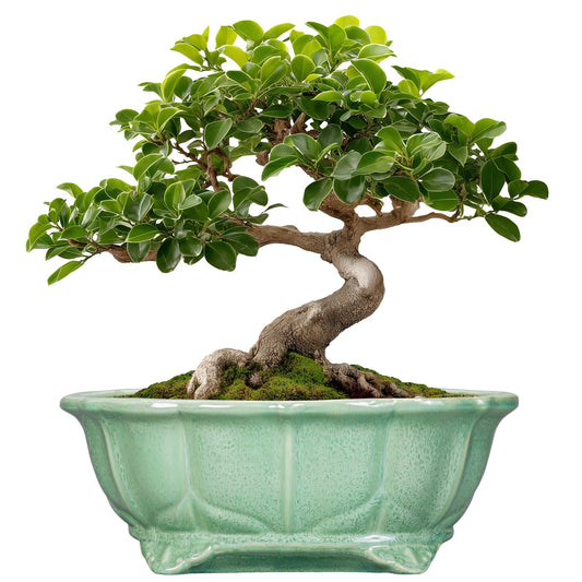 Teagas Bonsai Pots 11 Inch - Ceramic Succulent Pots with Drainage Hole, Oval Planter for Indoor Outdoor, Decorative Ceramic Flower Pot, Home Garden Room Decor, Plant Lover Gifts, Green