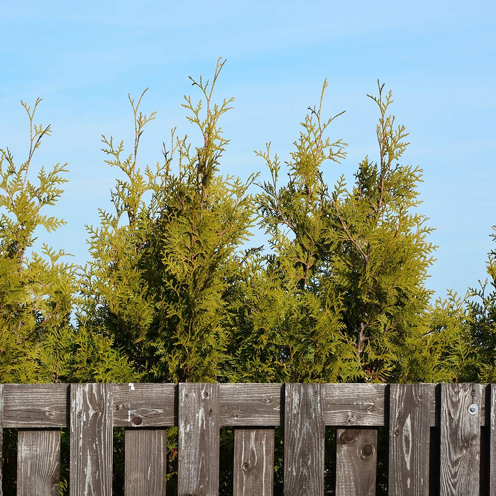 Perfect Plants Thuja Green Giant Live Plant, in 3 Gal. Grower's Pot, Includes Care Guide