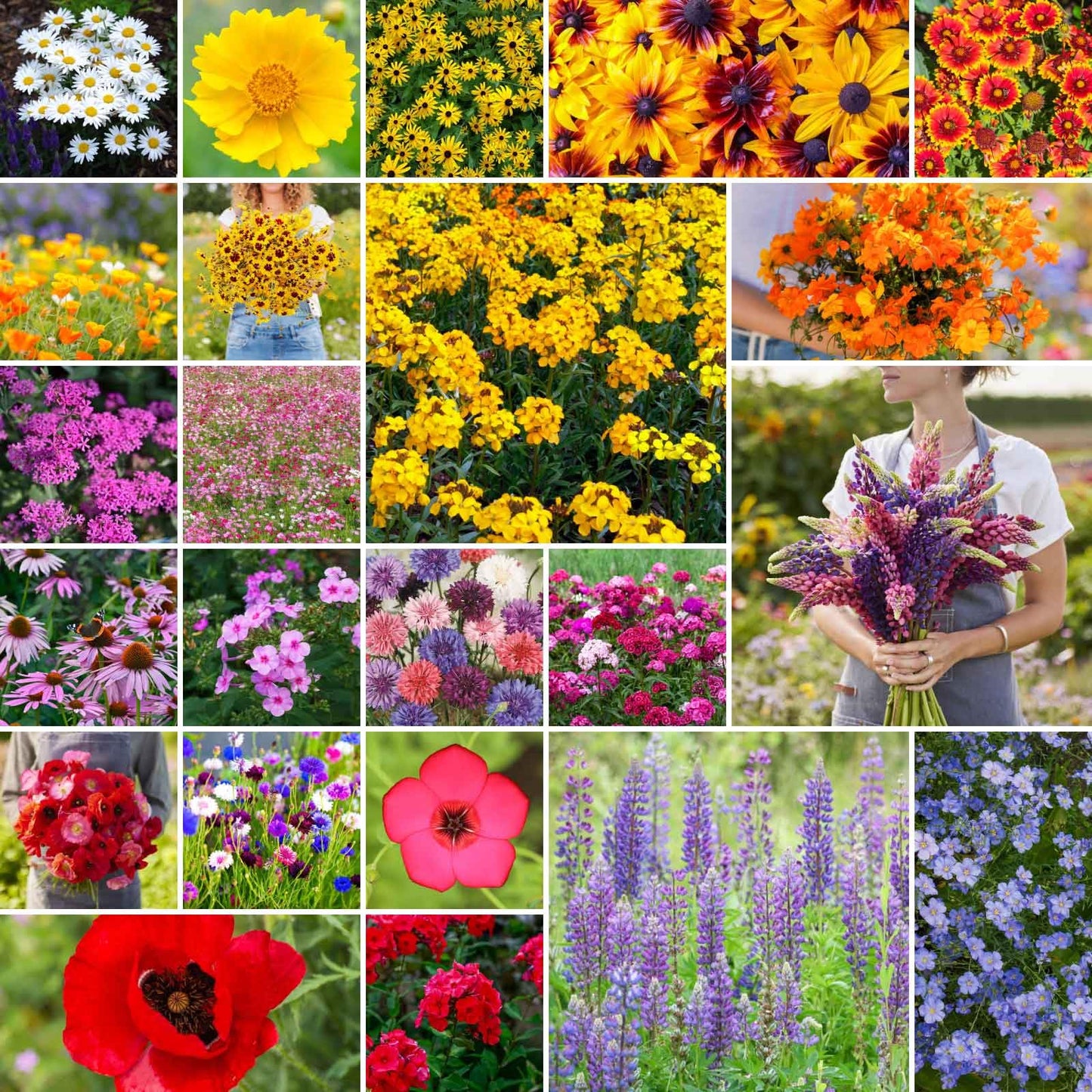 Eden Brothers Northeast Wildflower Mixed Seeds for Planting, 1/4 lb, 120,000+ Seeds with Cosmos, Candytuft, Shasta Daisy | Attracts Pollinators, Plant in Spring or Fall, Zones 3, 4, 5, 6, 7, 8, 9, 10
