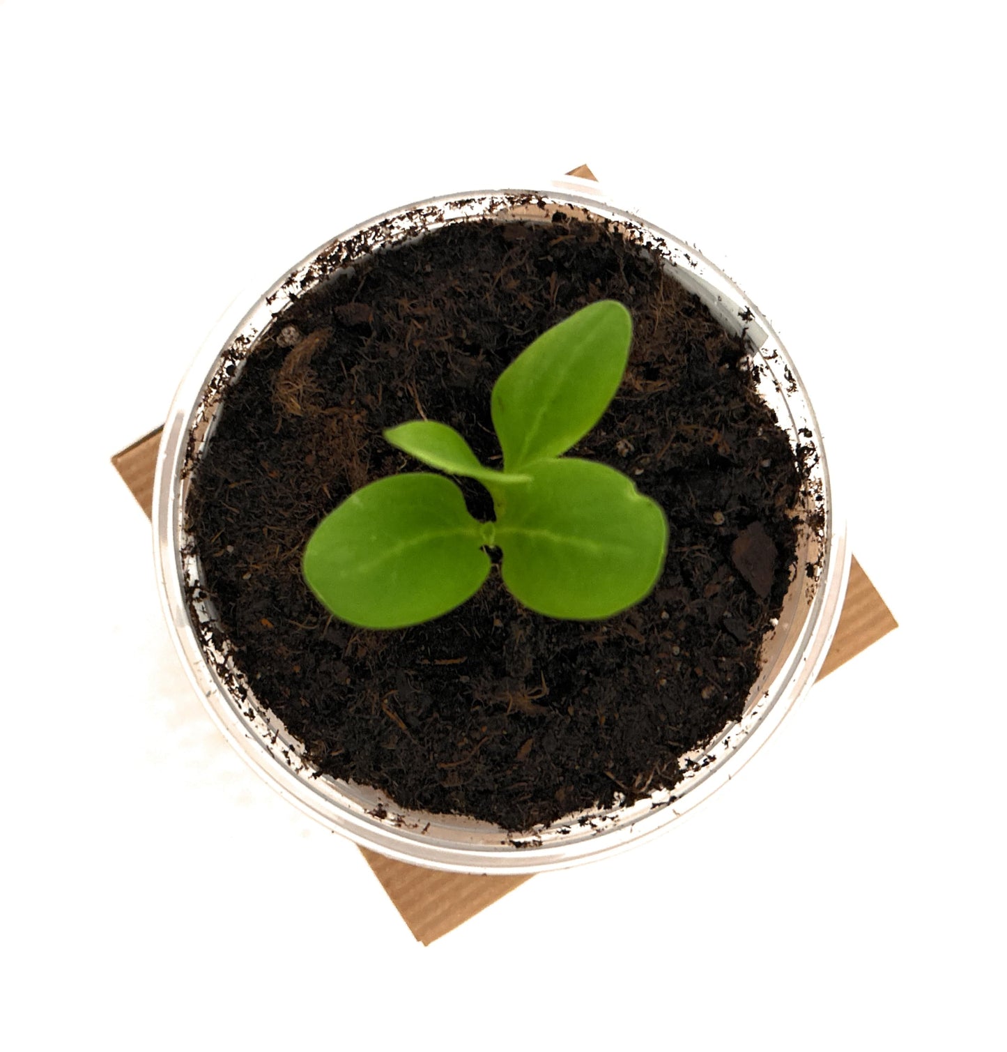 Seeds In A Cup: Tree Grow Kit | Easy to use | Educational | Memorial Gift | Plant It for The Planet | Grow Your Own Tree |Wide Selection to Choose from (Orange)