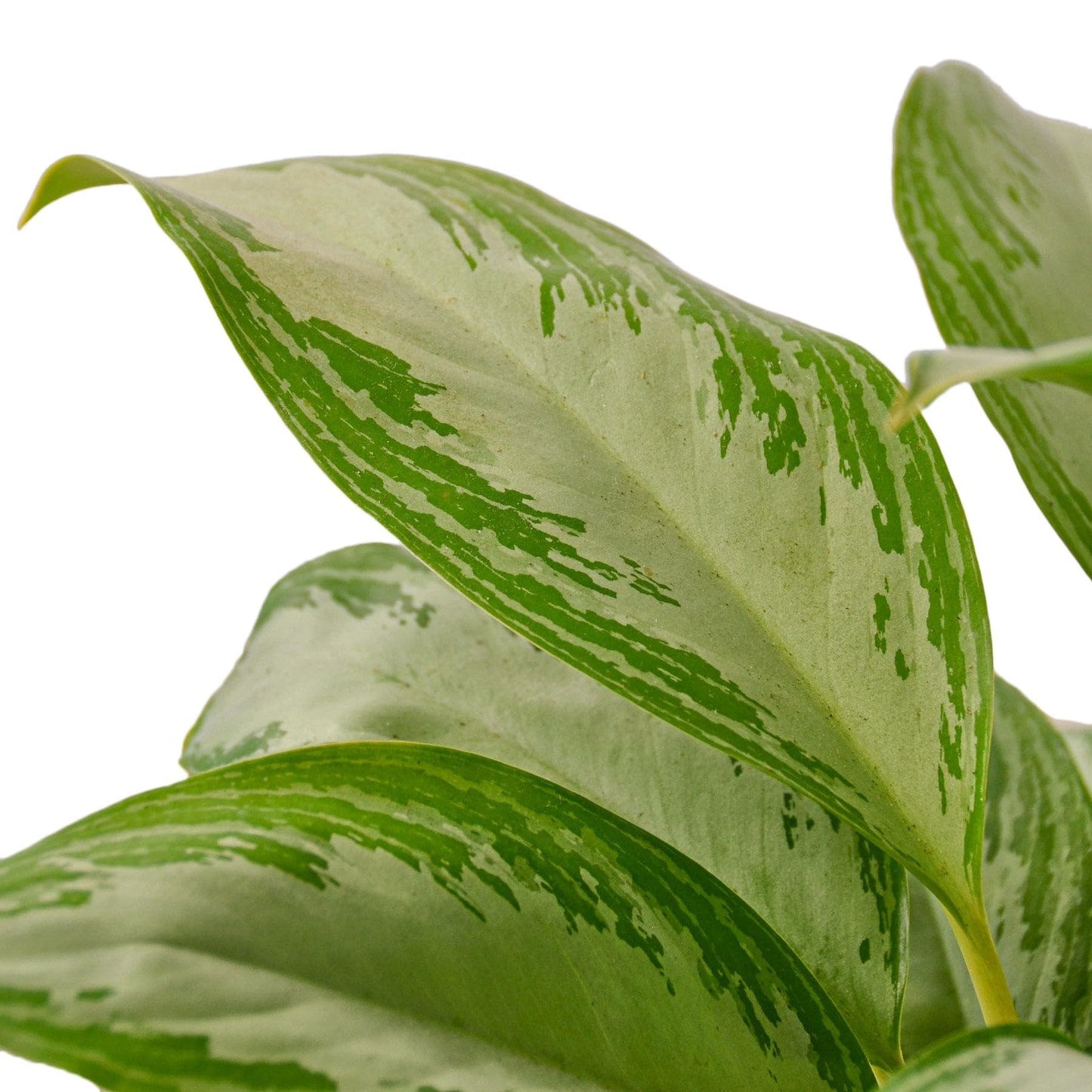 9 Pack Chinese Evergreen 'Silver Bay' in 6in Pot - Live Plants Tropical Houseplants | Variegated | USA Growers | The Snobby Leaf