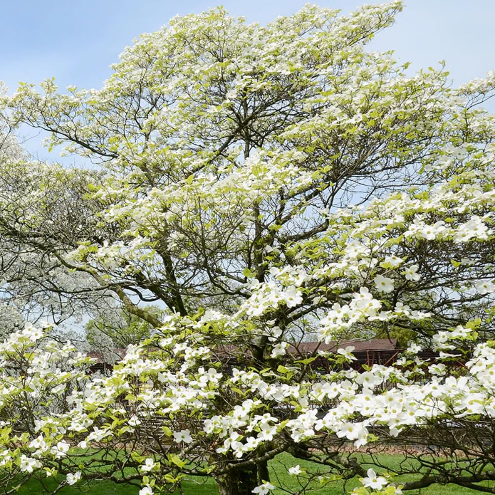 White Dogwood Tree Live Plant for Planting, 8-14" Tall, in Quart Pot, White Dogwood Live Plant Dogwood Bush, Dogwood Plant Live to Grow Outdoors