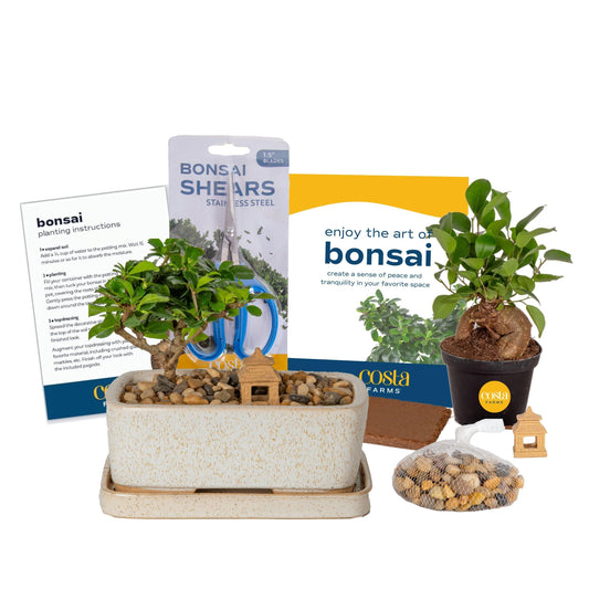 Costa Farms Bonsai Tree Kit, DIY Live Bonsai Tree Includes Tools, Potting Soil Mix, Plant Pot, Indoor Gardening, Birthday Gift, 10-Inches Tall