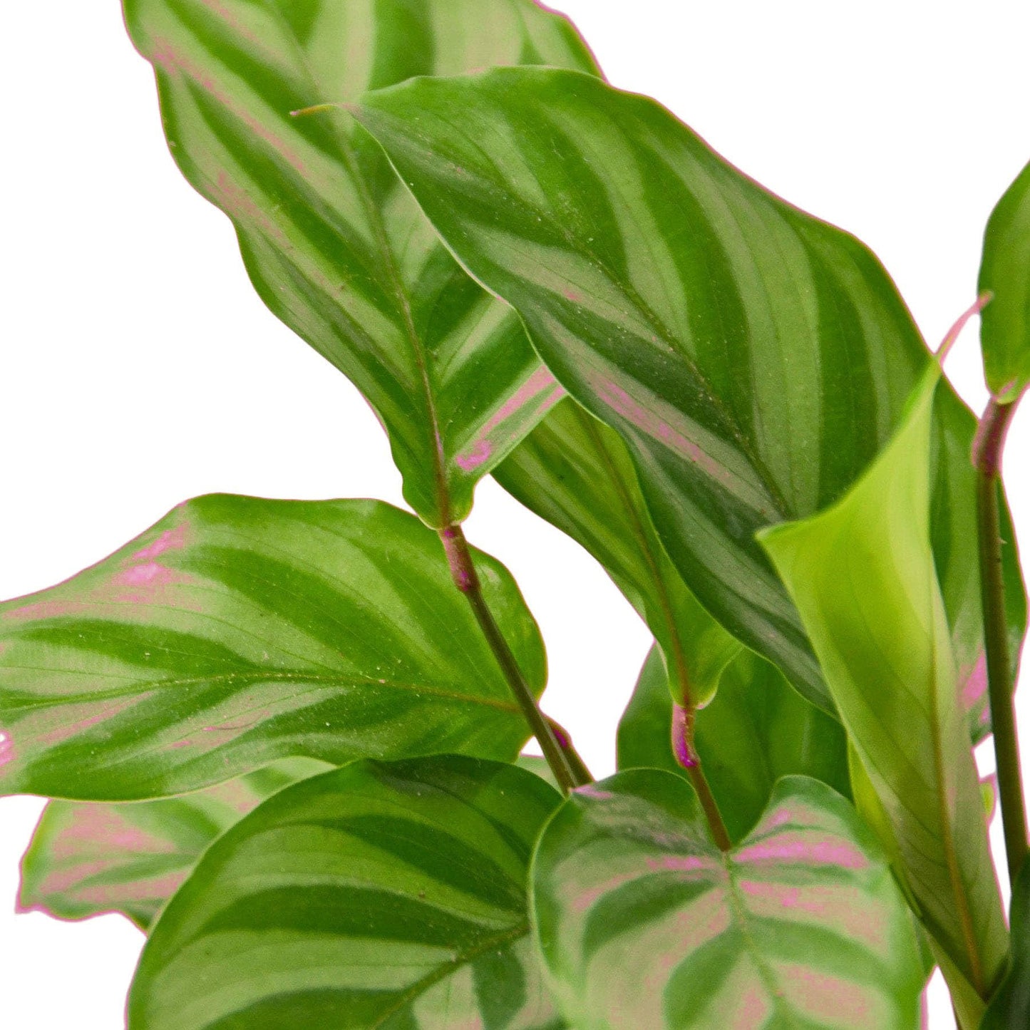 7 Pack Calathea Concinna 'Freddie' in 6in Pot - Live Tropical Houseplant - Easy to Grow | Air Purifying | Pet Friendly | Variegated | USA Growers | The Snobby Leaf