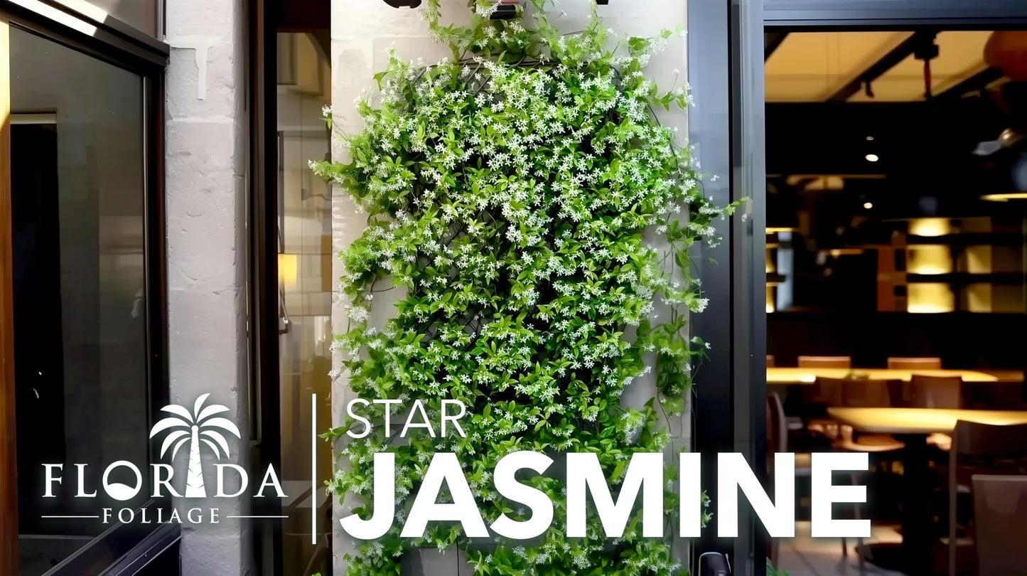 Star Confederate Jasmine | 1 Extra Large Trade 3 Gallon Plant | Trachelospermum jasminoides | Flowering Vine Plants | Evergreen Ground Cover for Landscaping