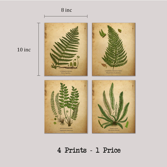 Vintage Botanical Fern Leaves Illustration Art Print Set for Kitchen Dining Room Decor, Bathroom Nature Accent, Home Office Living Area Gallery Entryway Bedroom Garden Dorm Wall Art, Young Botanist Herbalist Nature Lover Plant Enthusiast Gifts - 8x10 Unfr