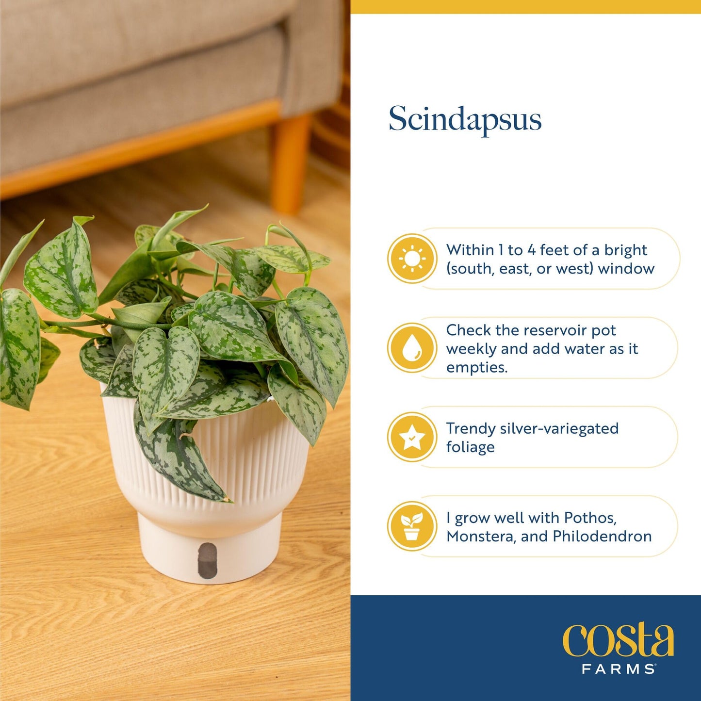 Costa Farms Scindapsus Live Plants (2-Pack), Assorted Houseplants in Self-Watering Pots, 9-12 Inches Tall, Low Light Vining Indoor Houseplants, Rare Variegated Foliage for Office & Home Decor
