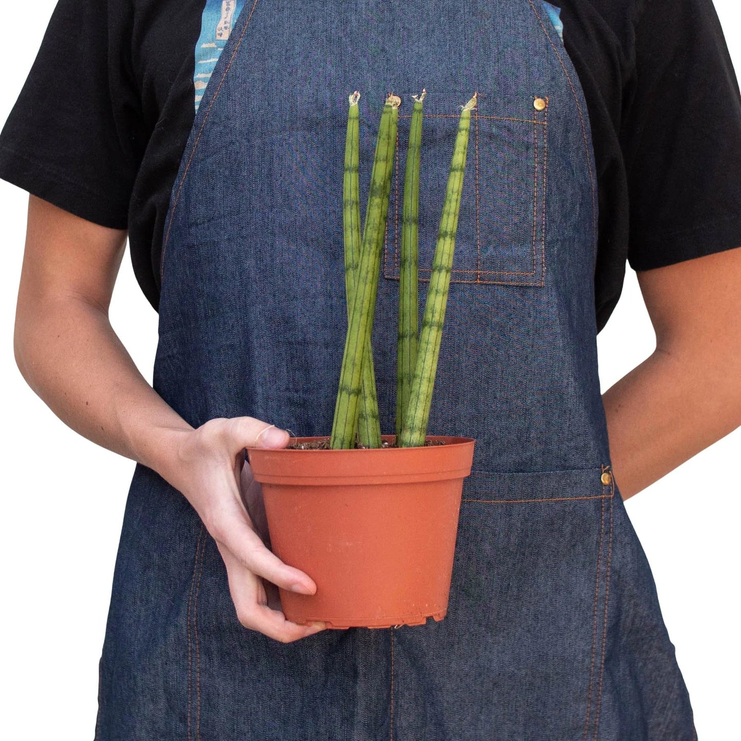 5 Pack Snake Plant Cylindrica in 4in Pot - Live Plants Tropical Houseplants | Variegated | USA Growers | The Snobby Leaf