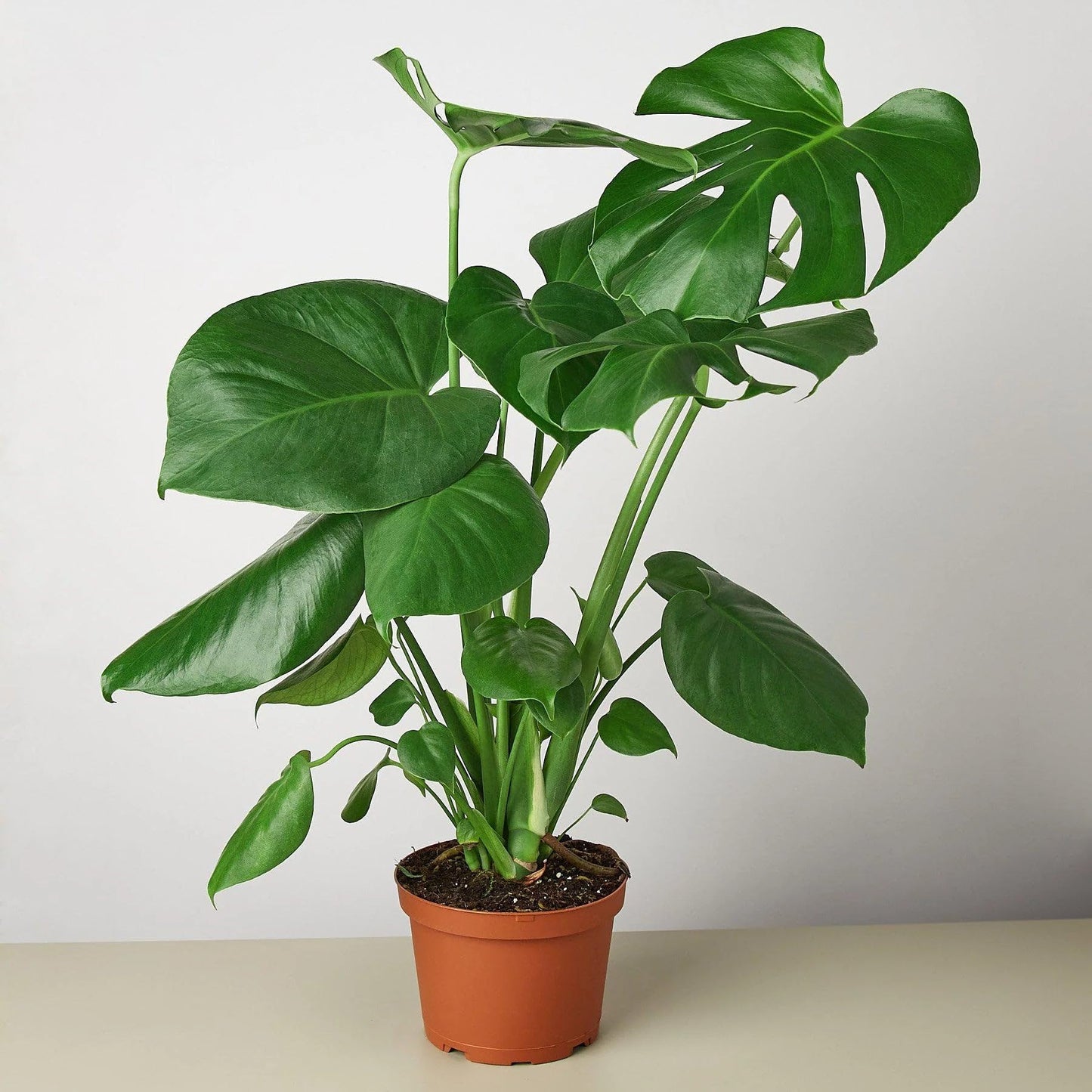 9 Pack Philodendron Monstera Split-Leaf in 4in Pot - Live Plants Tropical Houseplants | Variegated | USA Growers | The Snobby Leaf
