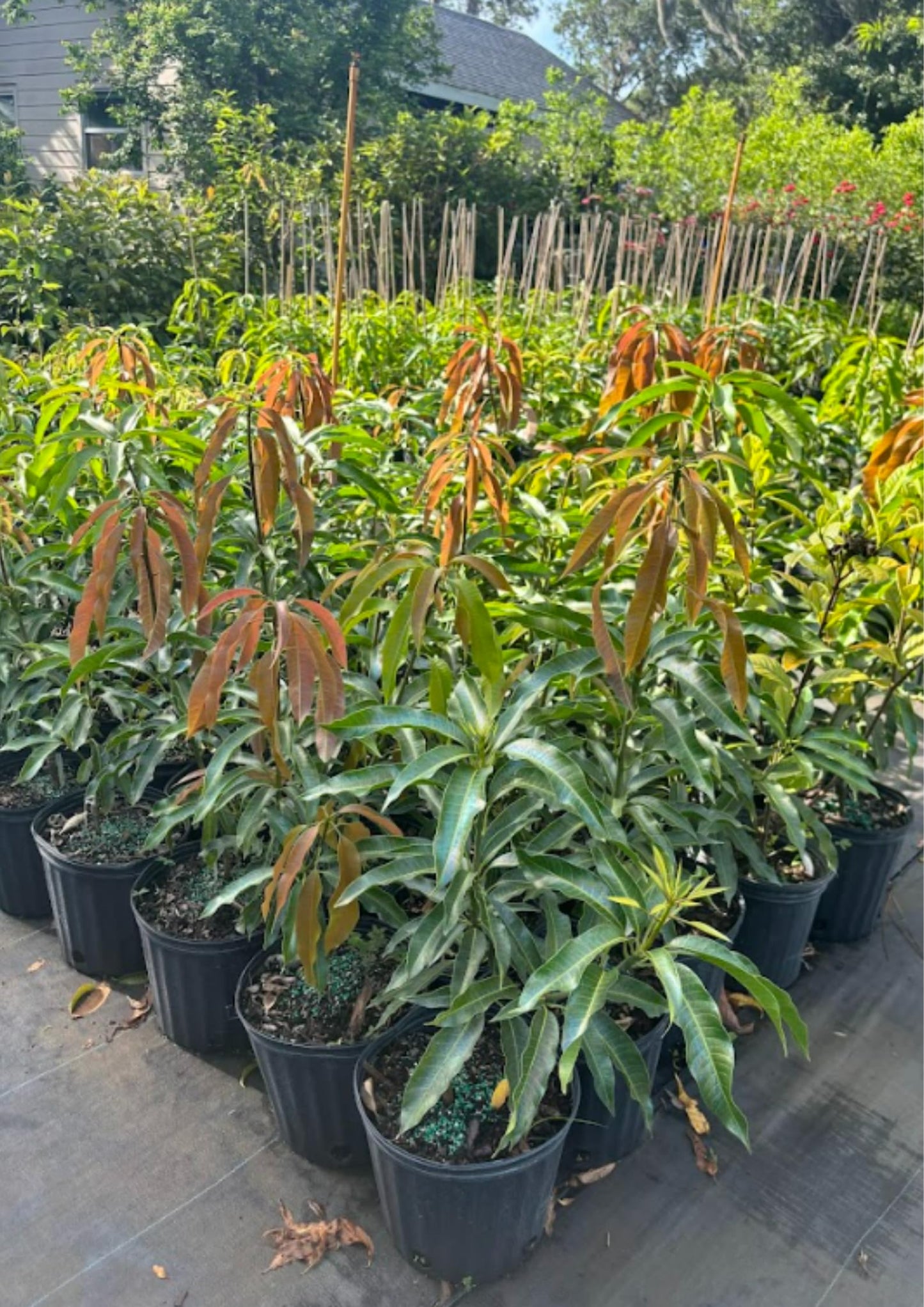 Keo Mango Tree Live Plant Grafted, 2 to 3 Feet Tall in Gallon Pot, Ready to Bear Fruit in 1 Year, Sweet Mango Tree for Planting
