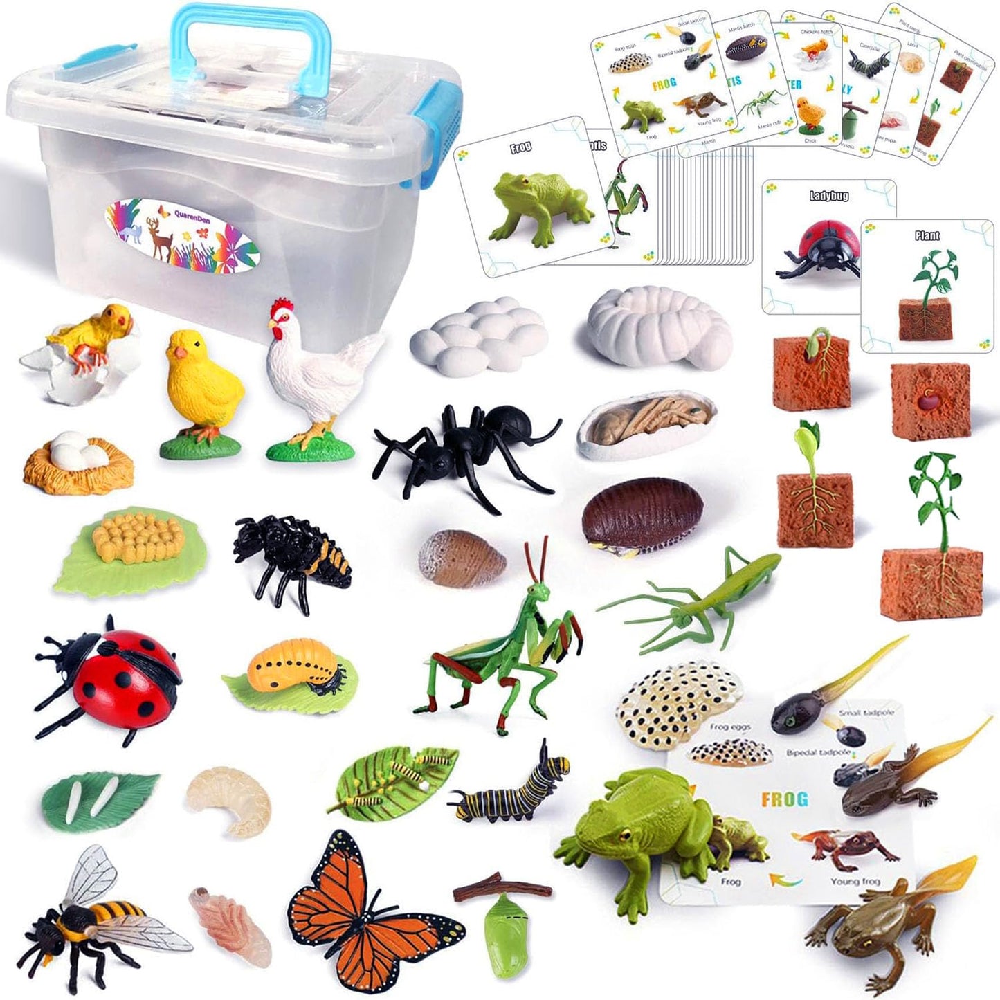 QuarenDen Life Cycle Animal Kit, 33 PCS, Montessori Toy, Realistic Figurine Set, Kids Animal Match Sets Game with Frog, Butterfly, Chicken, Learning & Educational Gift for Age 3+ Boy and Girl