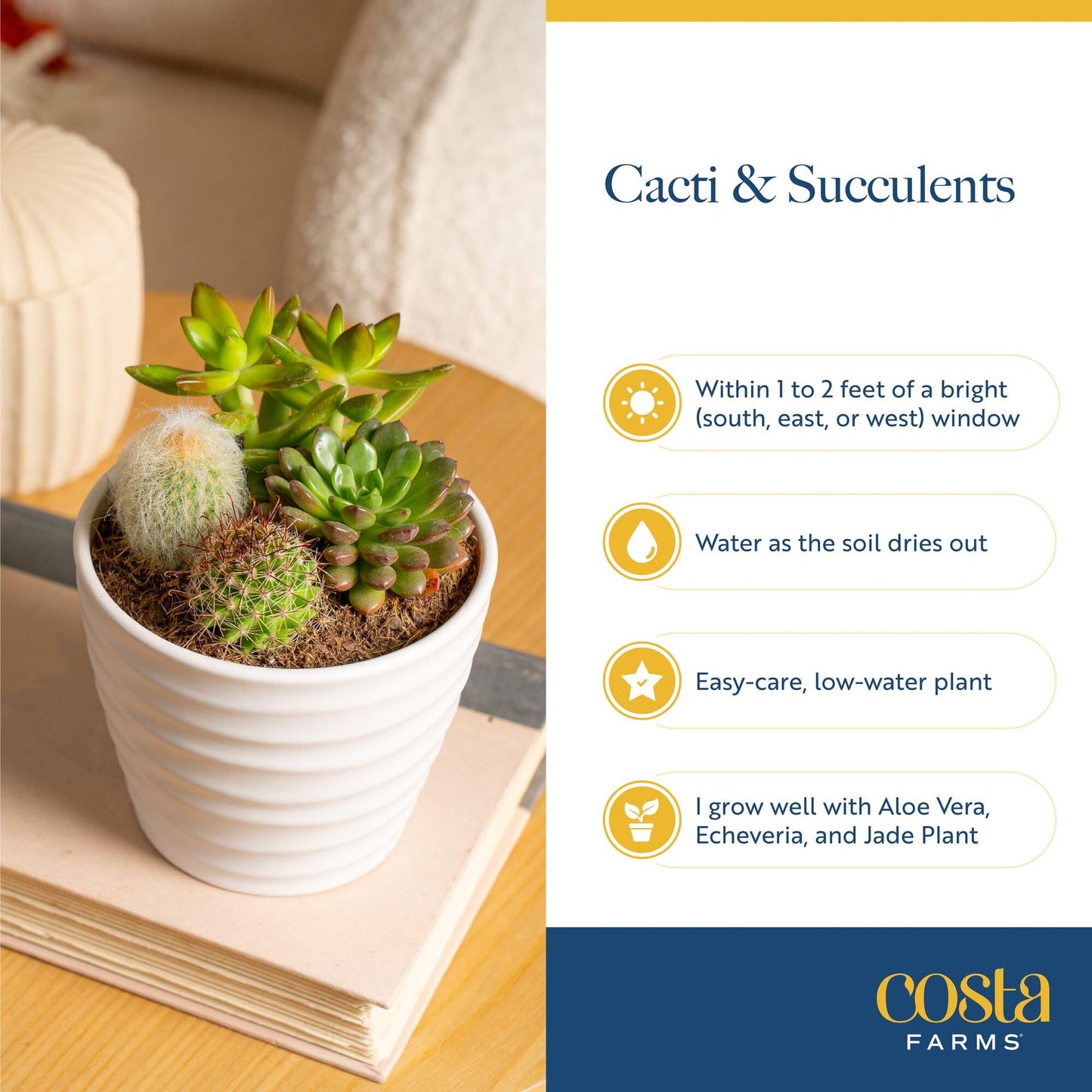 Costa Farms Echeveria, Succulent Live Plant in Decorative Pot, Succulent Indoor Houseplant, Perfect for Home, Room, or Office Decor, Great House Warming or Birthday Gift, 4-6 Inches Tall