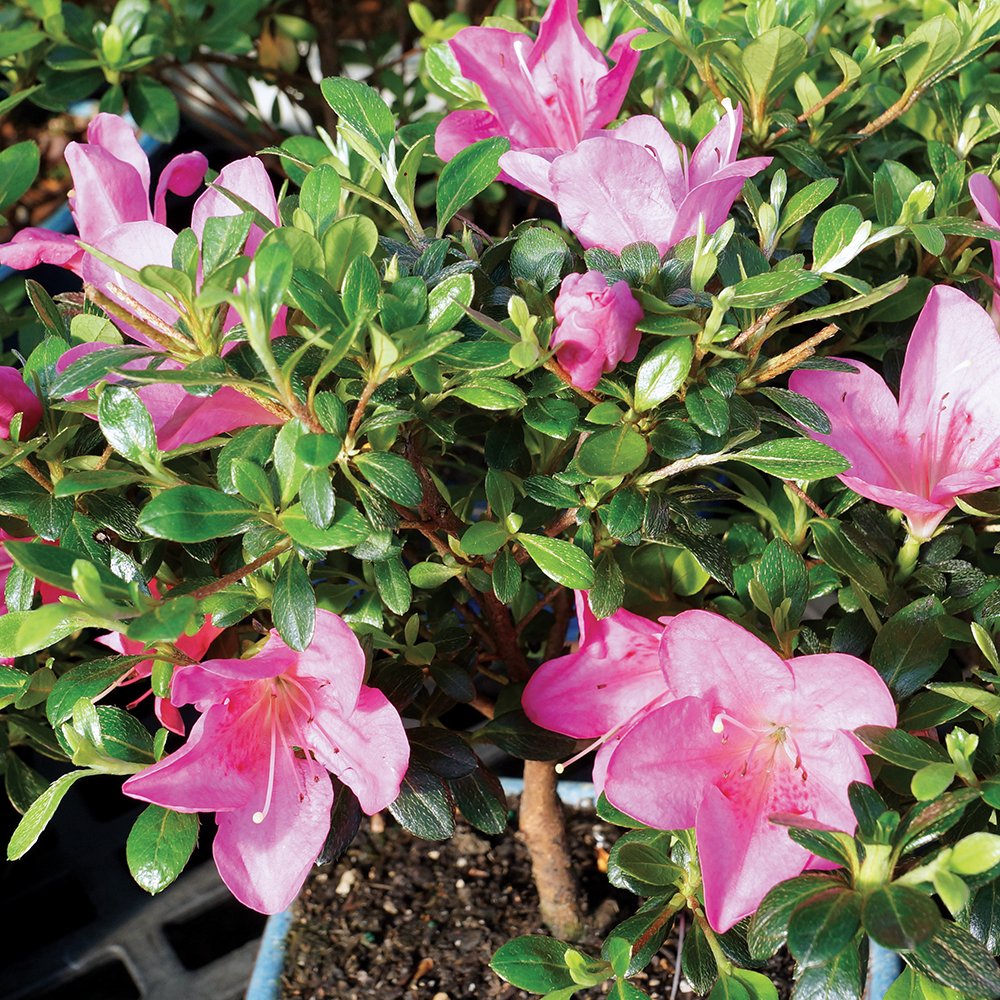 Brussel's Bonsai - Live Satsuki Azalea Bonsai Tree with Bonsai Pot and Humidity Tray, Outdoor Flowering Bonsai Tree Live Plant, 5 Years Old, 5-8 Inches Tall, Easy Care Plant (Small)