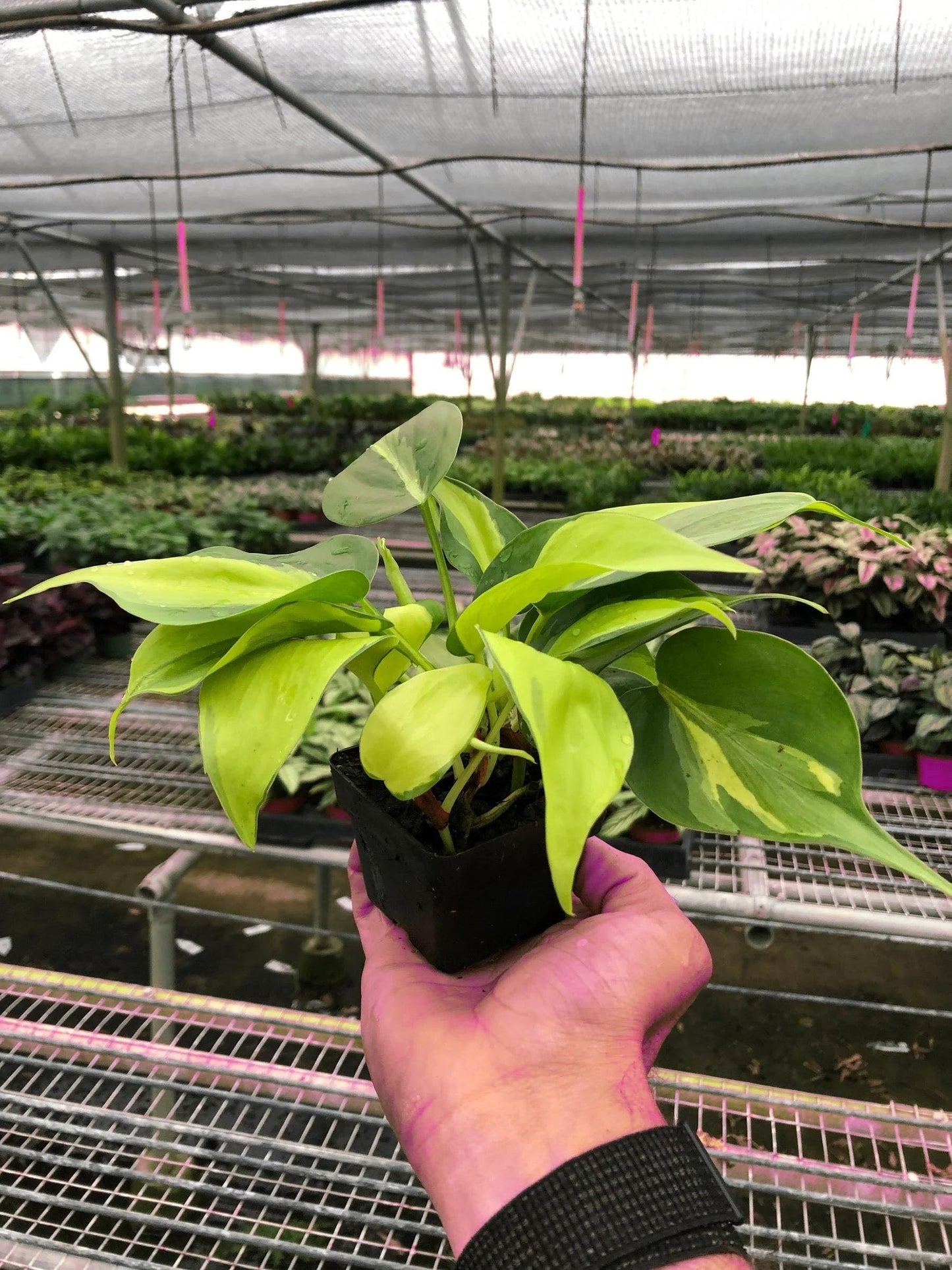 8 Pack Philodendron 'Brasil' in 3in Pot - Live Tropical Houseplant - Easy to Grow | Air Purifying | Variegated | USA Growers | The Snobby Leaf