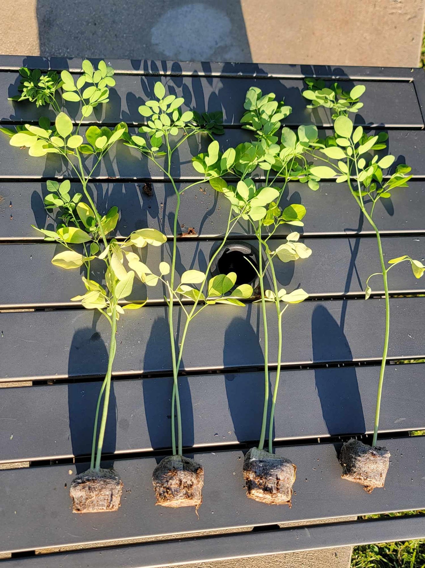 Moringa Tree Seedling Live Moringa Plant with Moringa Seeds Malunggay Sahijan Drumstick Tree Moringa Oleifera