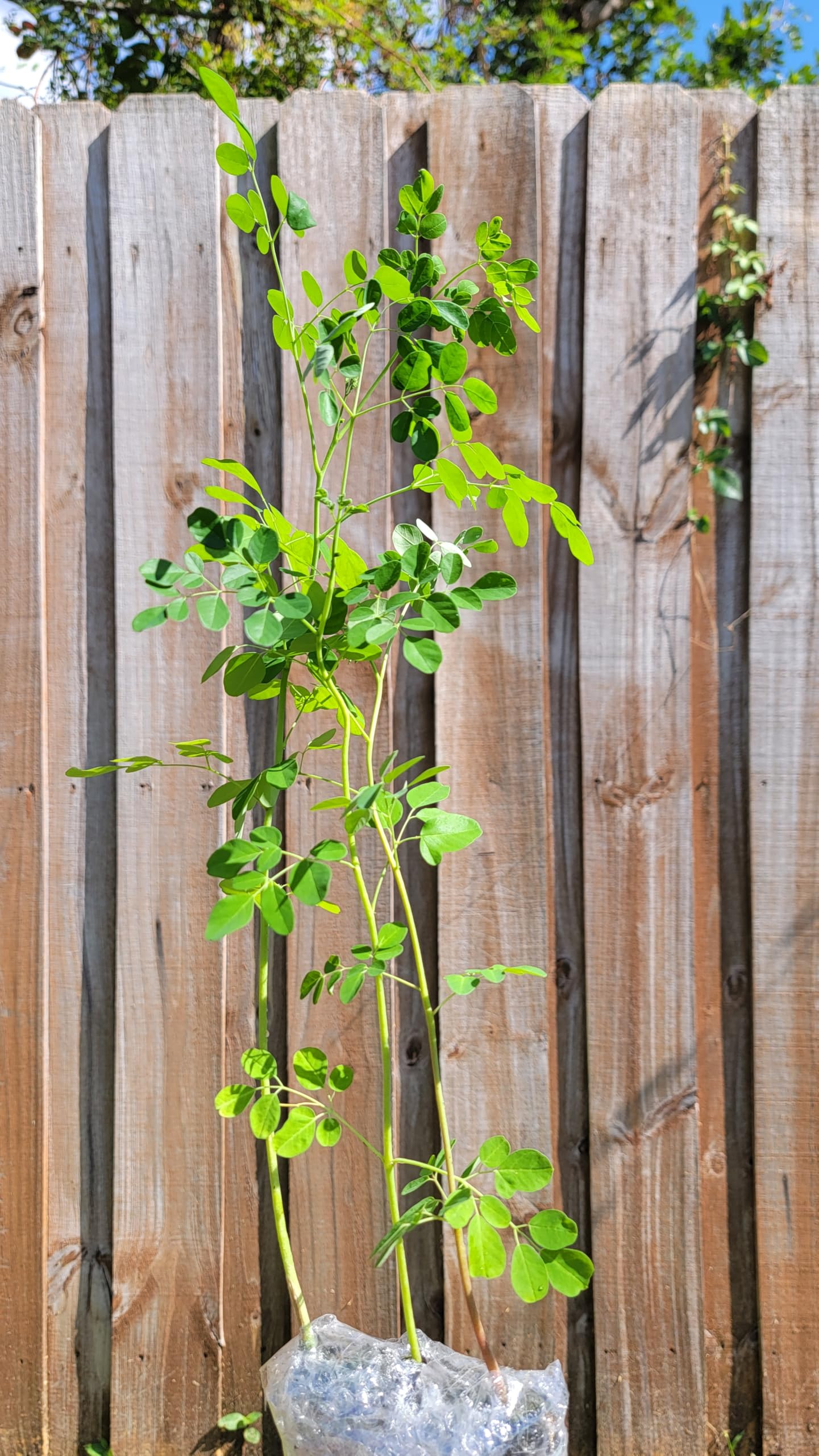 Moringa Tree Live 1 Moringa Plant with Free Moringa Seeds. Drumstick Tree - Miracle Tree - Malunggay - Easy to Grow - Herb - Vegetable - Nutrient-Dense