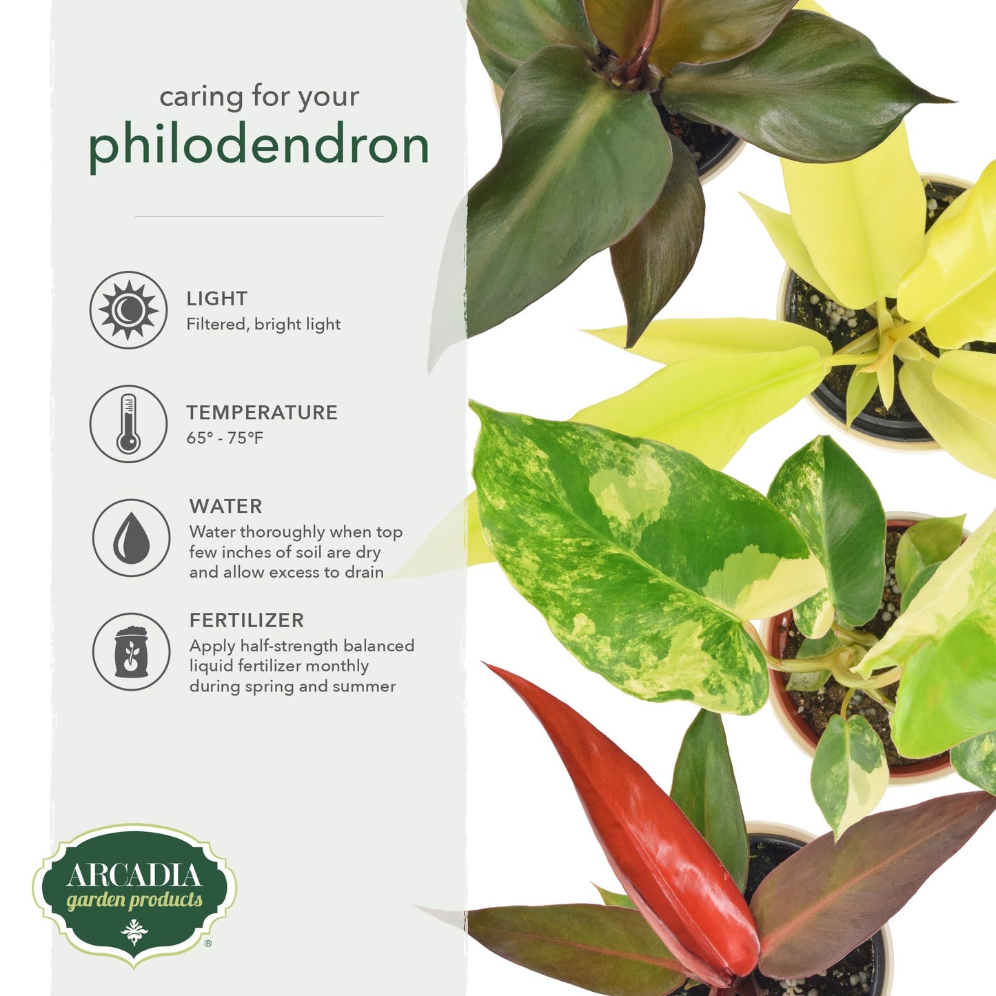 Arcadia Garden Products Live Prince of Orange Philodendron Rare Indoor Houseplant in Plastic Pot, Tropical Plant Collector Gift for Home and Garden Decor, 4-inch, Beige