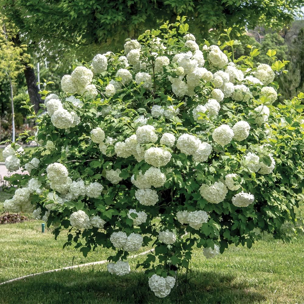 Old Fashion Viburnum Plant Live for Planting, Snowball Viburnum Shrub Viburnum Bush Flowers in 4 Inc Pot, Viburnum Tree Ready to Grow