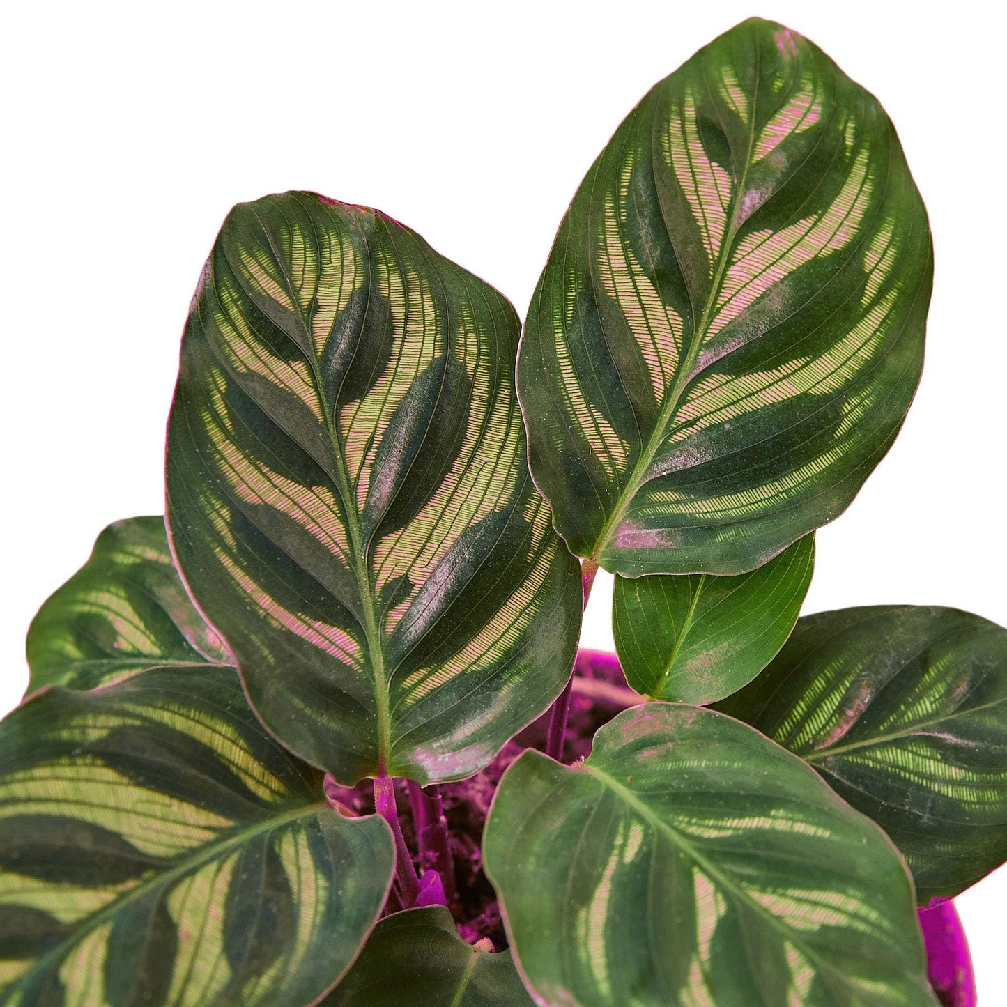 2 Pack Calathea 'Makoyana' in 6in Pot - Live Tropical Houseplant - Easy to Grow | Air Purifying | Pet Friendly | Variegated | USA Growers | The Snobby Leaf