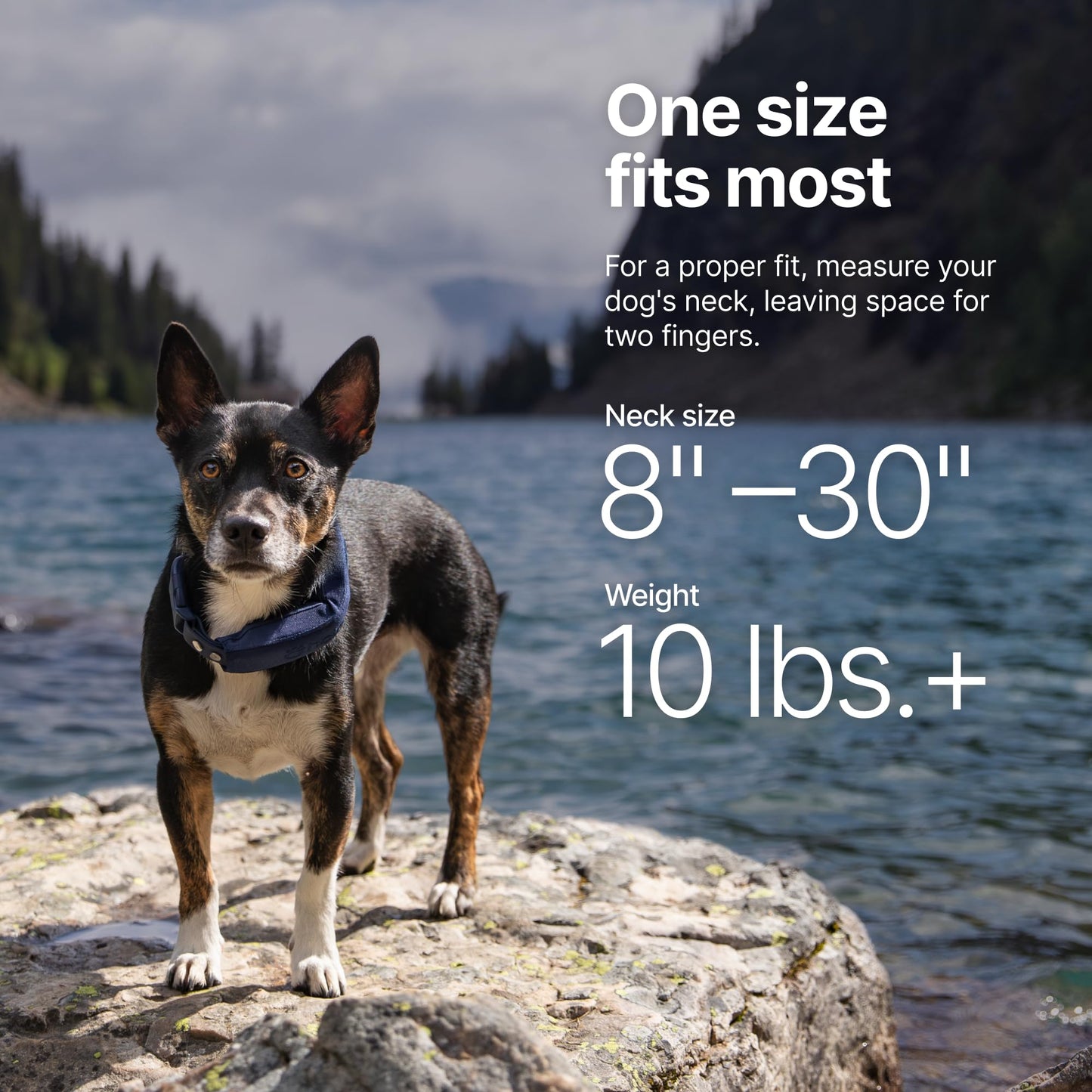 Halo Collar 5 Wireless Dog Fence & GPS Dog Collar, Keep Your Dog Safely Contained Outdoors with App-Controlled Boundaries and Real-Time Tracking, One Size, Realtree Camo