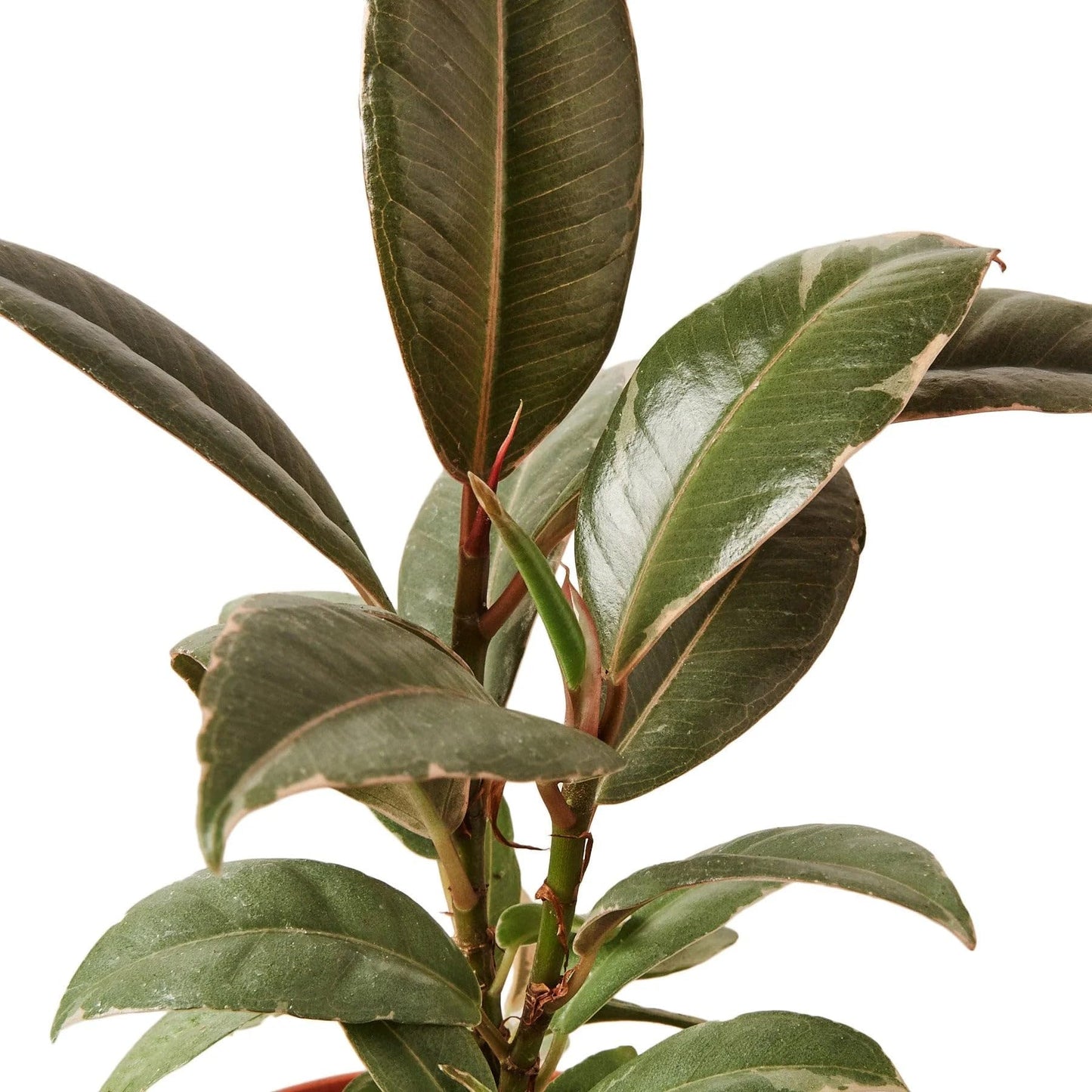 7 Pack Ficus Elastica 'Tineke' in 4in Pot - Live Plants Tropical Houseplants | Variegated | USA Growers | The Snobby Leaf