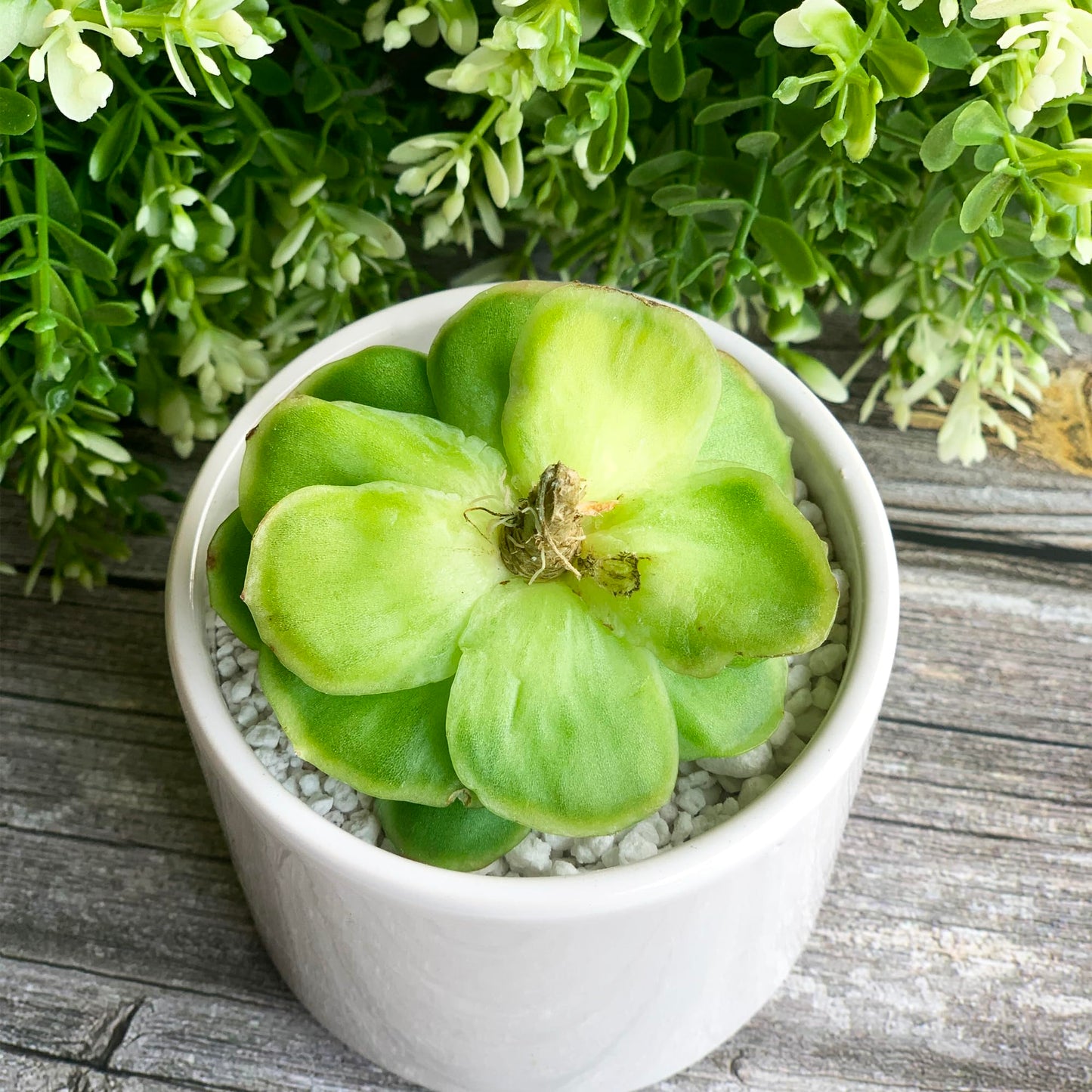Echeveria Ice Rose Variegated Rare Live Succulent Plants, 1 Head 2.5" Green, Bare Root Without Pot & Soil, Garden Indoor Office Desk Baby Shower Decoration, Friend Plant Lovers Gifts