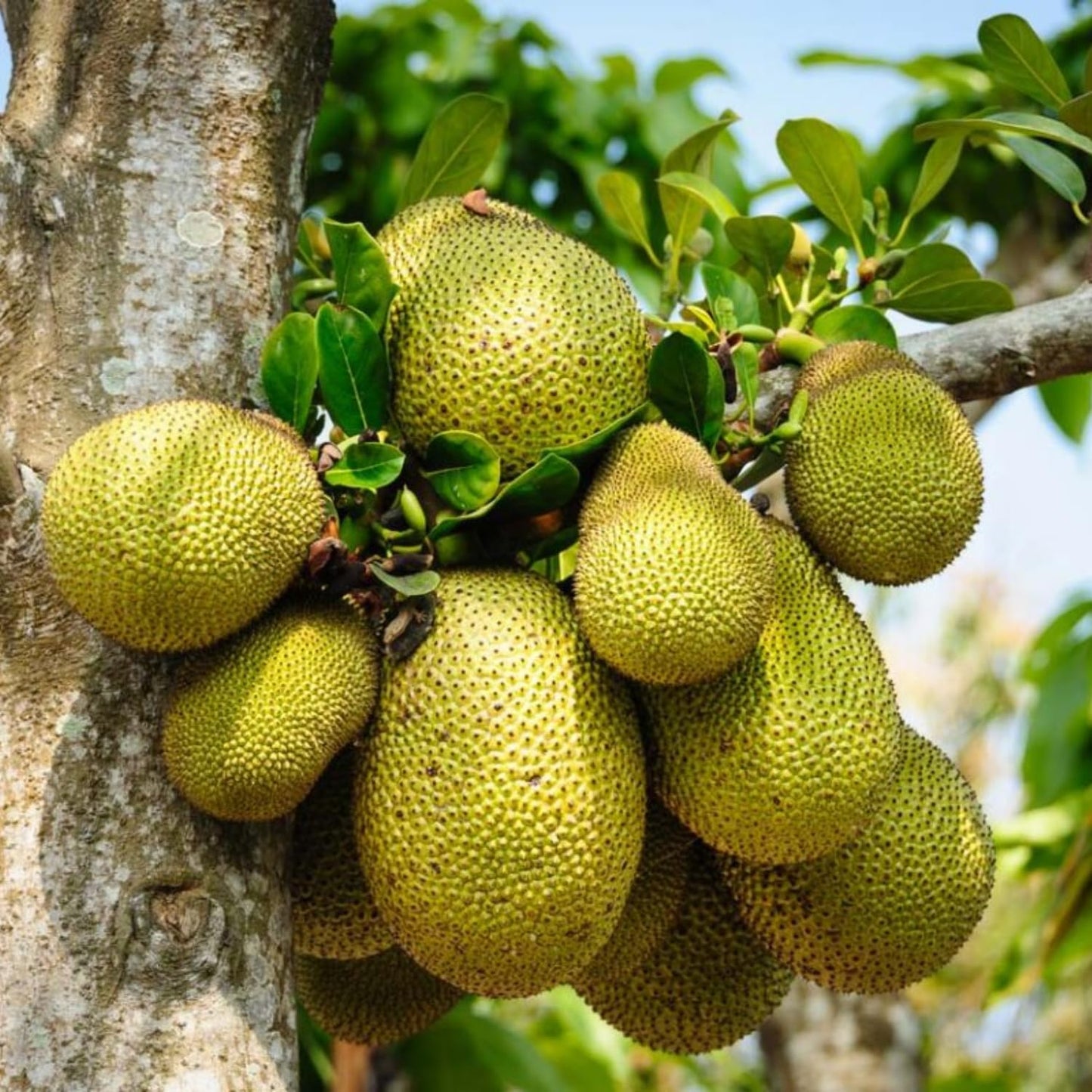 Live Jackfruit Tree Plant in 4 Inch Pot, 6 to 10 Inch, Live Tropical Fruit Plant, Hardy Perennial Jackfruit Tree, Large Sweet Fruits