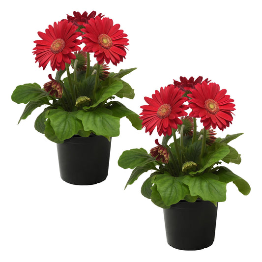 Live Flowering Gerbera Daisies - Shades of Pink (2 Plants Per Pack) - Beautiful Spring Flowers - 12" Tall by 5" Wide in 1 Qt Pot